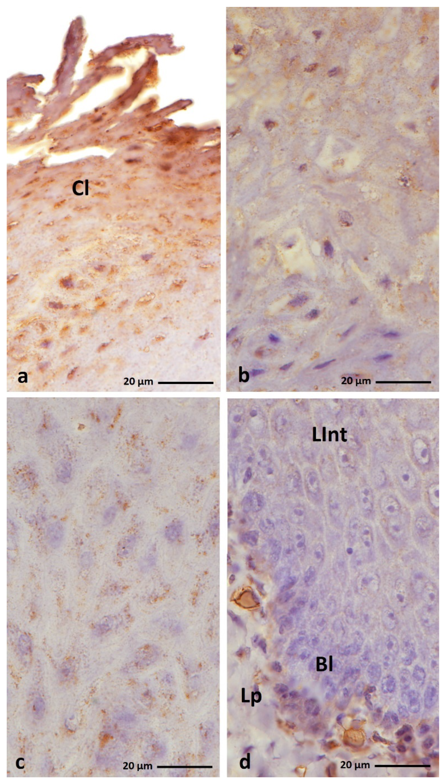 Cells 11 01899 g018 550