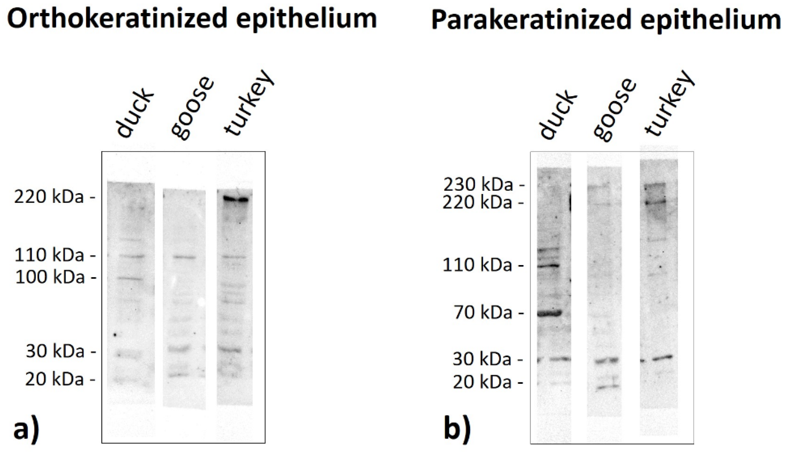 Cells 11 01899 g020 550