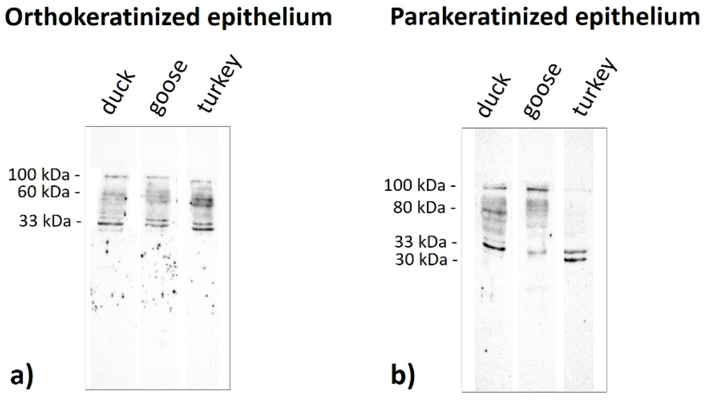 Cells 11 01899 g021 550