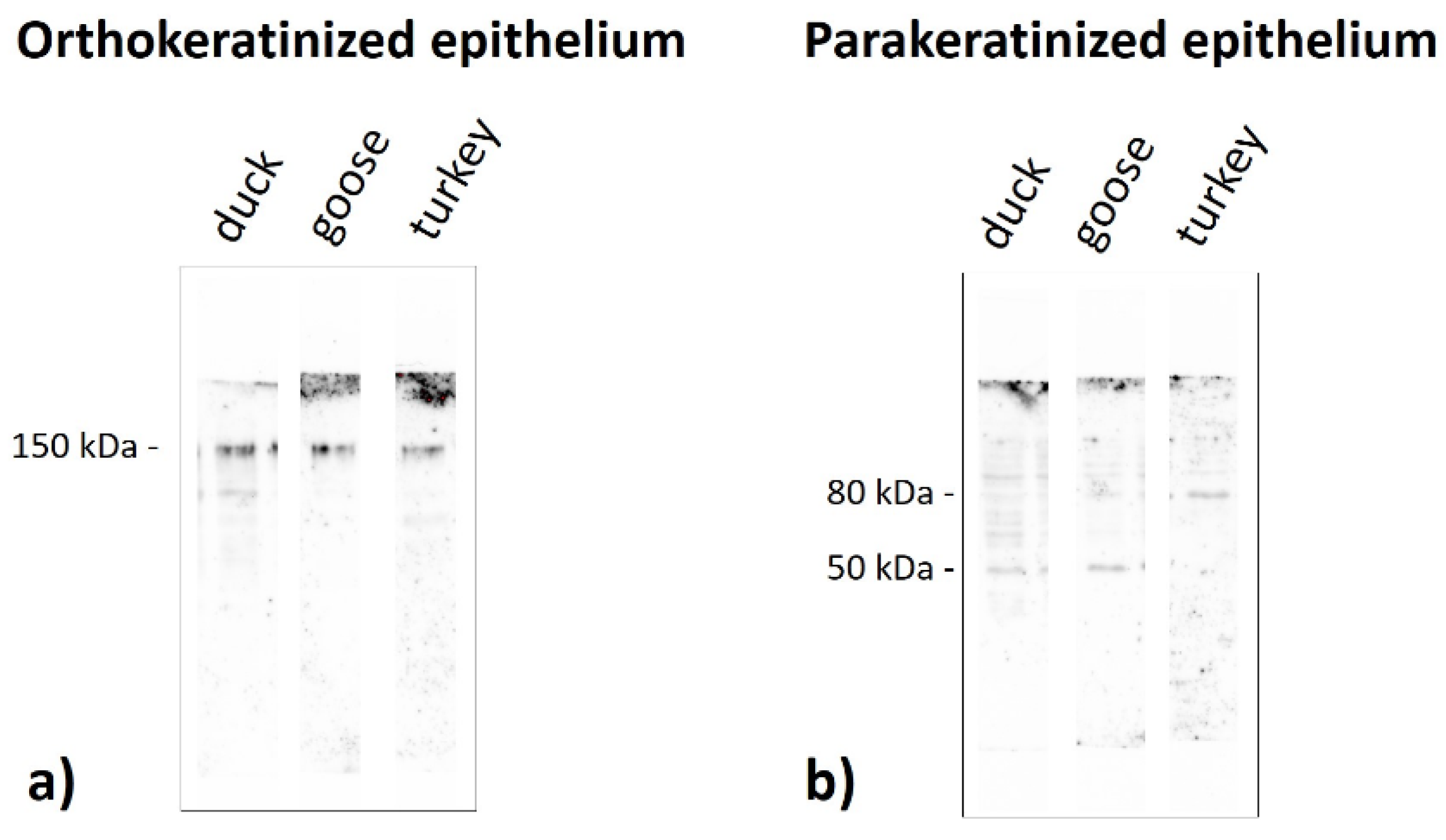 Cells 11 01899 g022 550