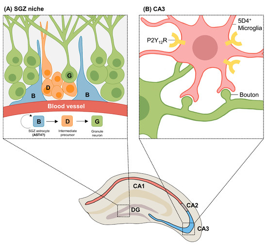 Region-Specific Characteristics of Astrocytes and Microglia