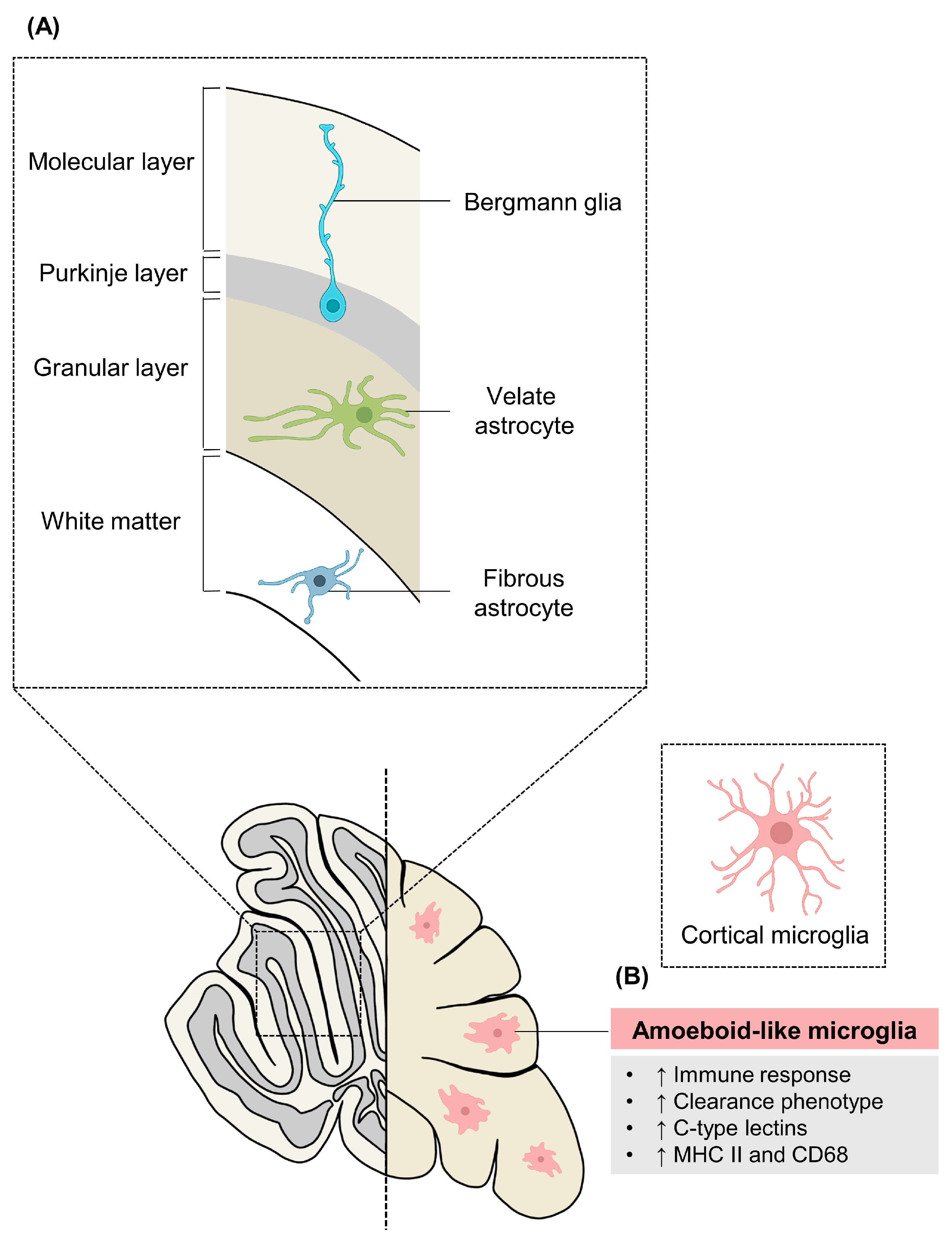 Region-Specific Characteristics of Astrocytes and Microglia