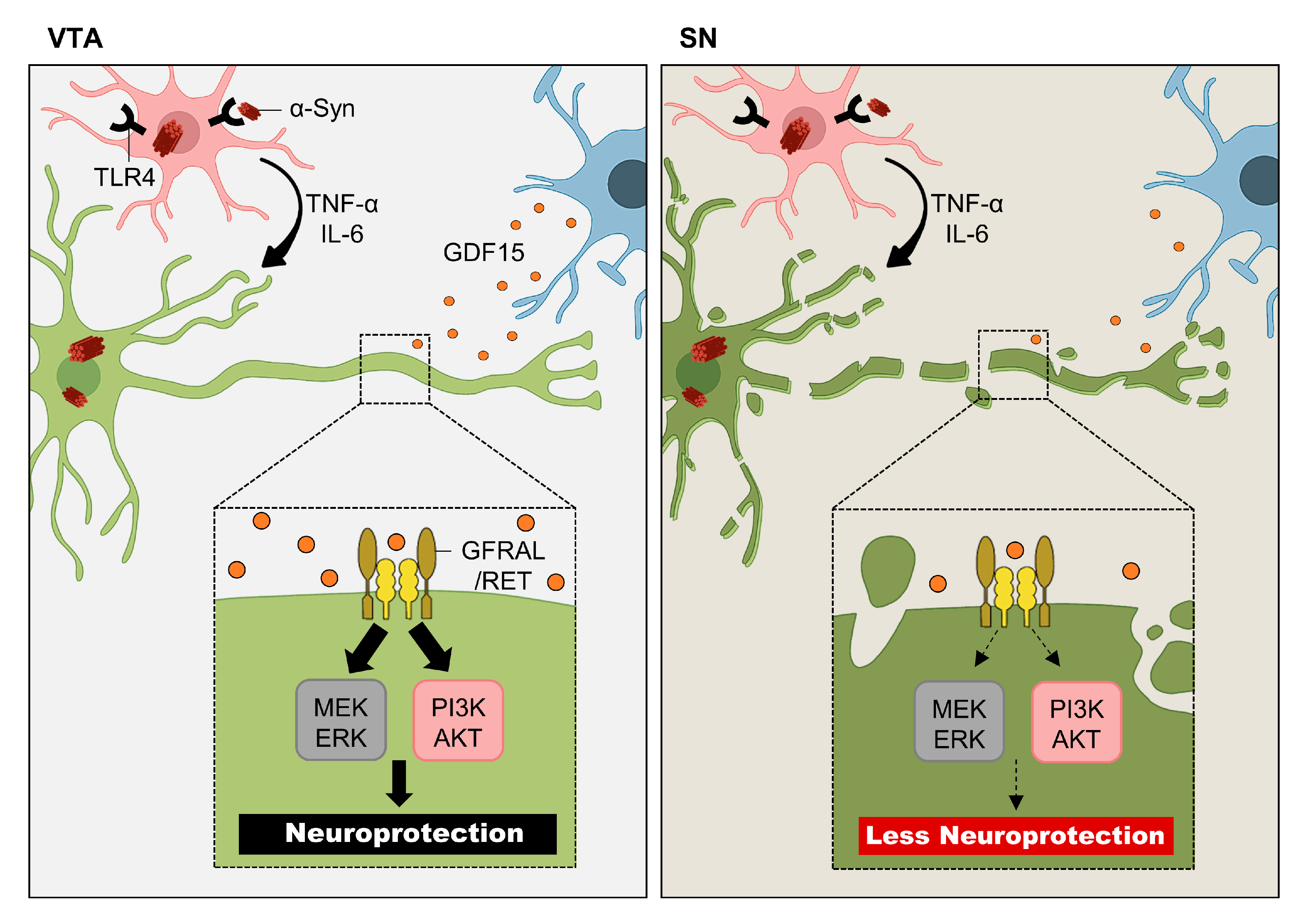 Purkinje cell dopaminergic inputs to astrocytes regulate  cerebellar-dependent behavior