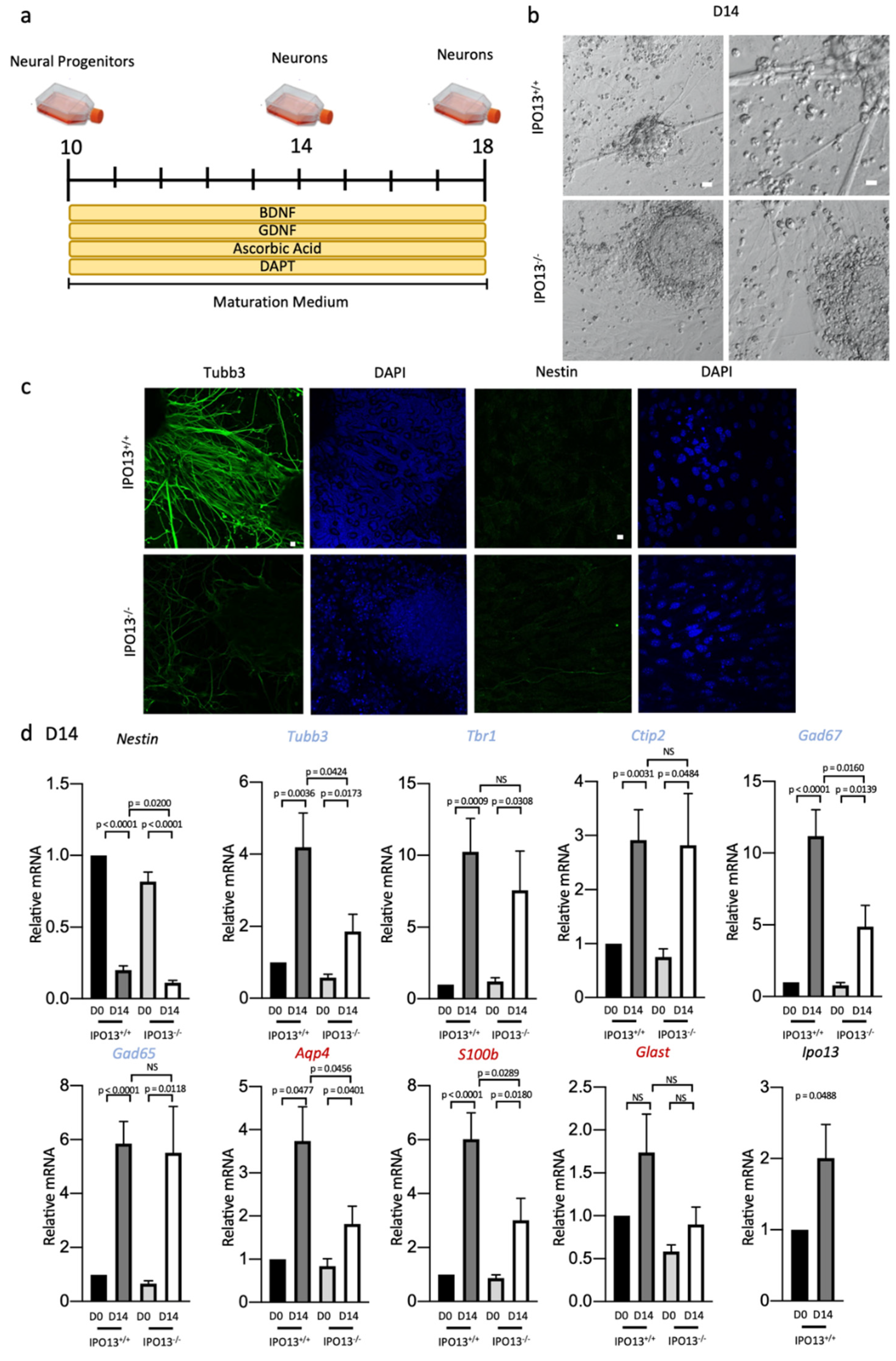 Cells 11 01904 g004 Cells 11 01904 g004