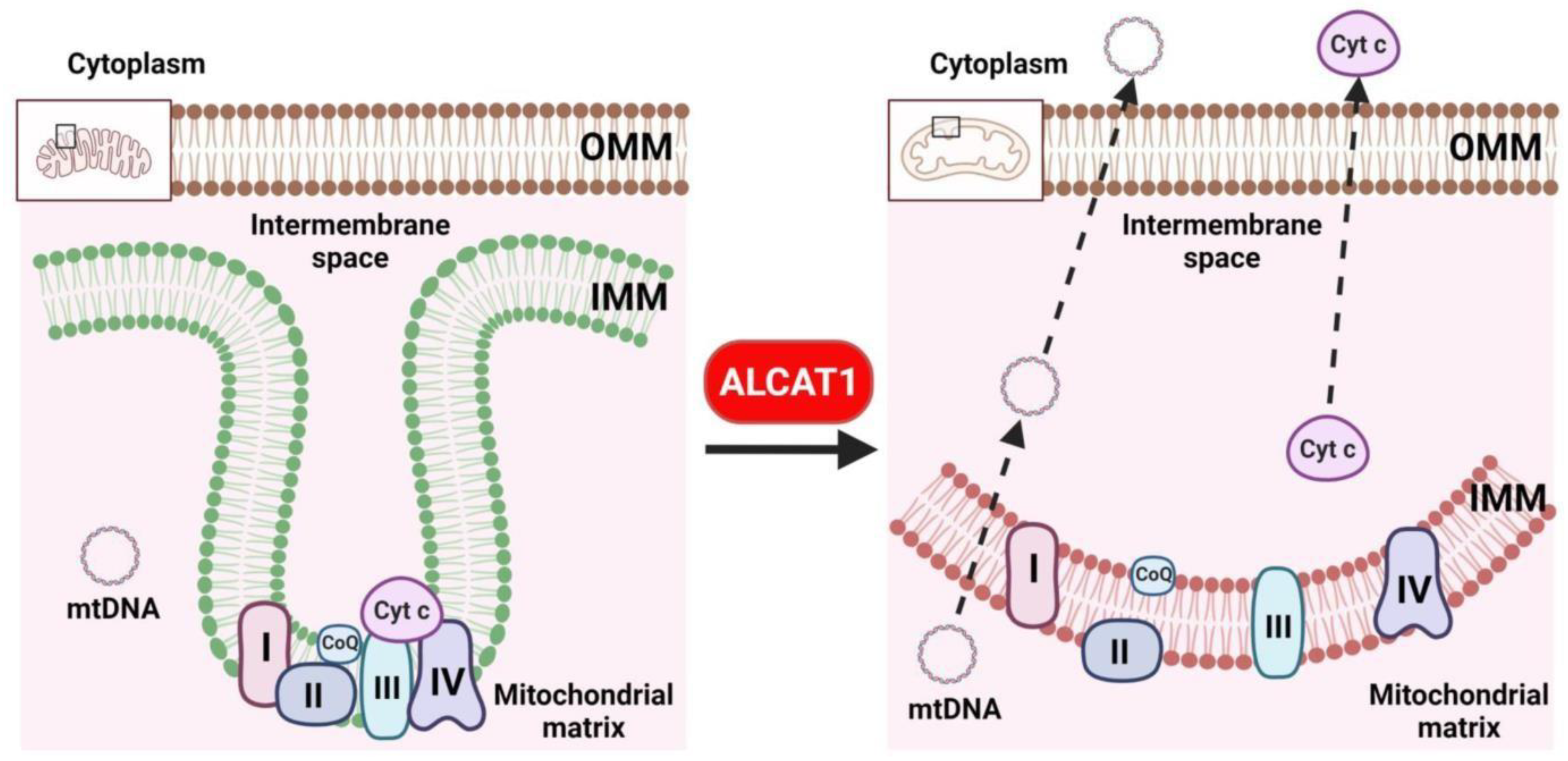 Cells 11 01906 g003 550
