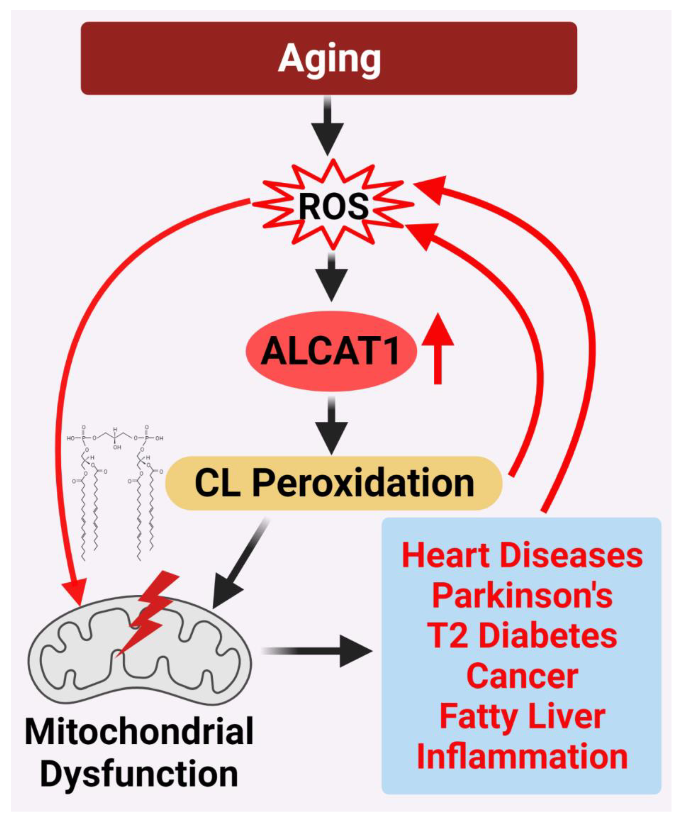 Cells 11 01906 g005 550