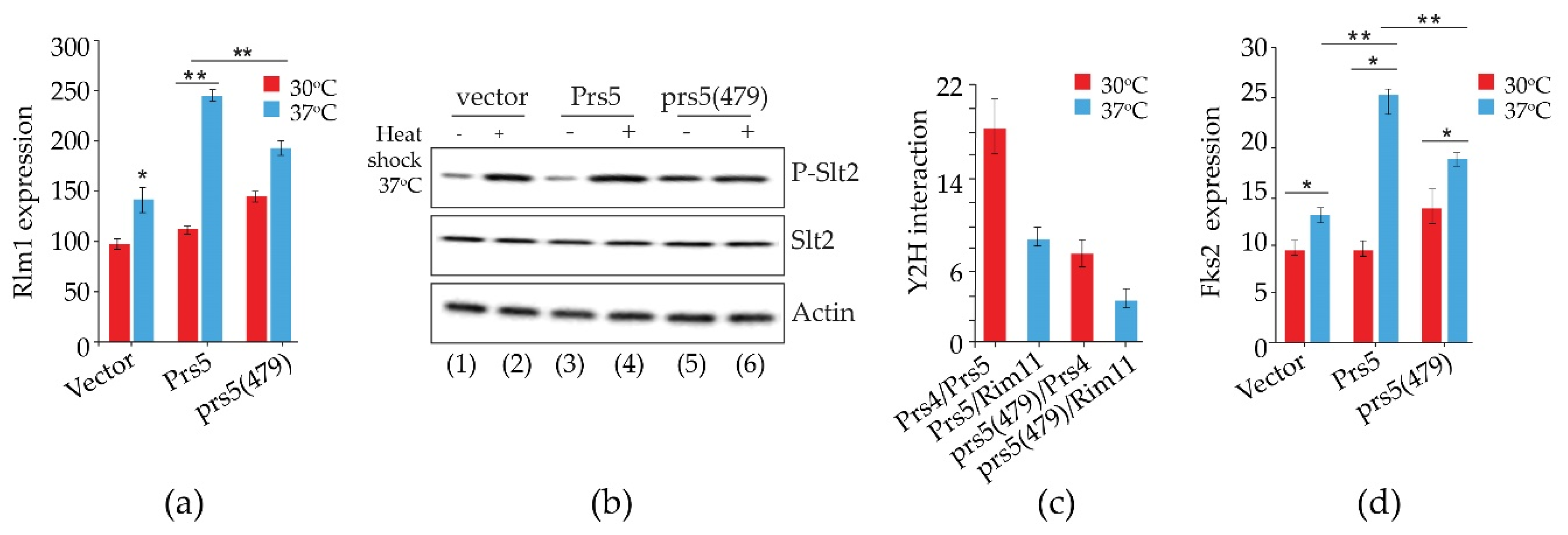 Cells 11 01909 g006 Cells 11 01909 g006