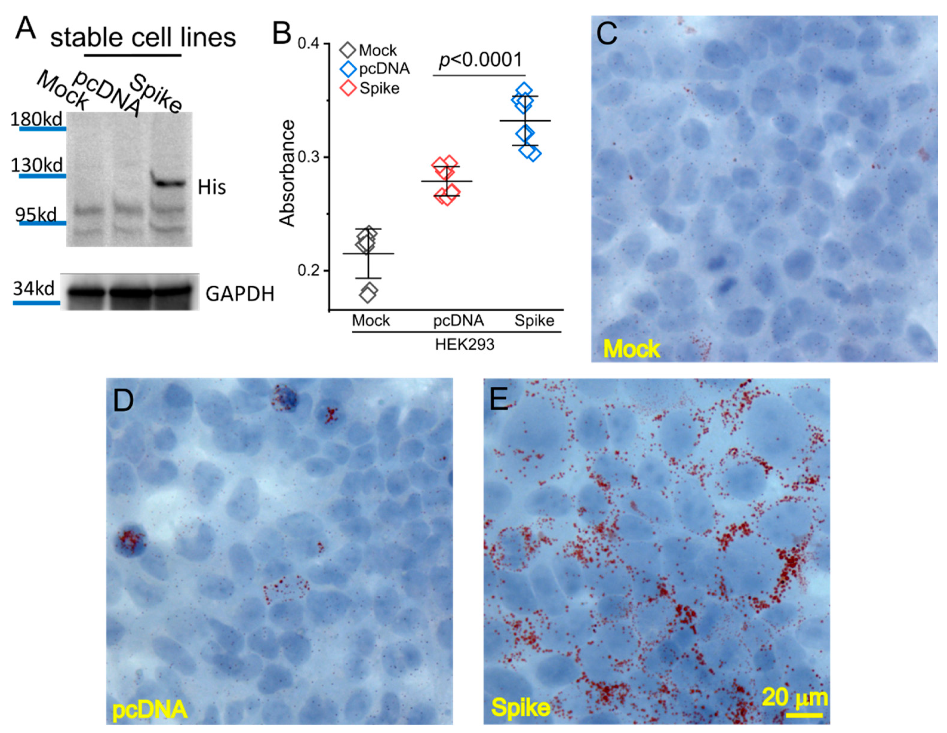 Cells 11 01916 g001 550