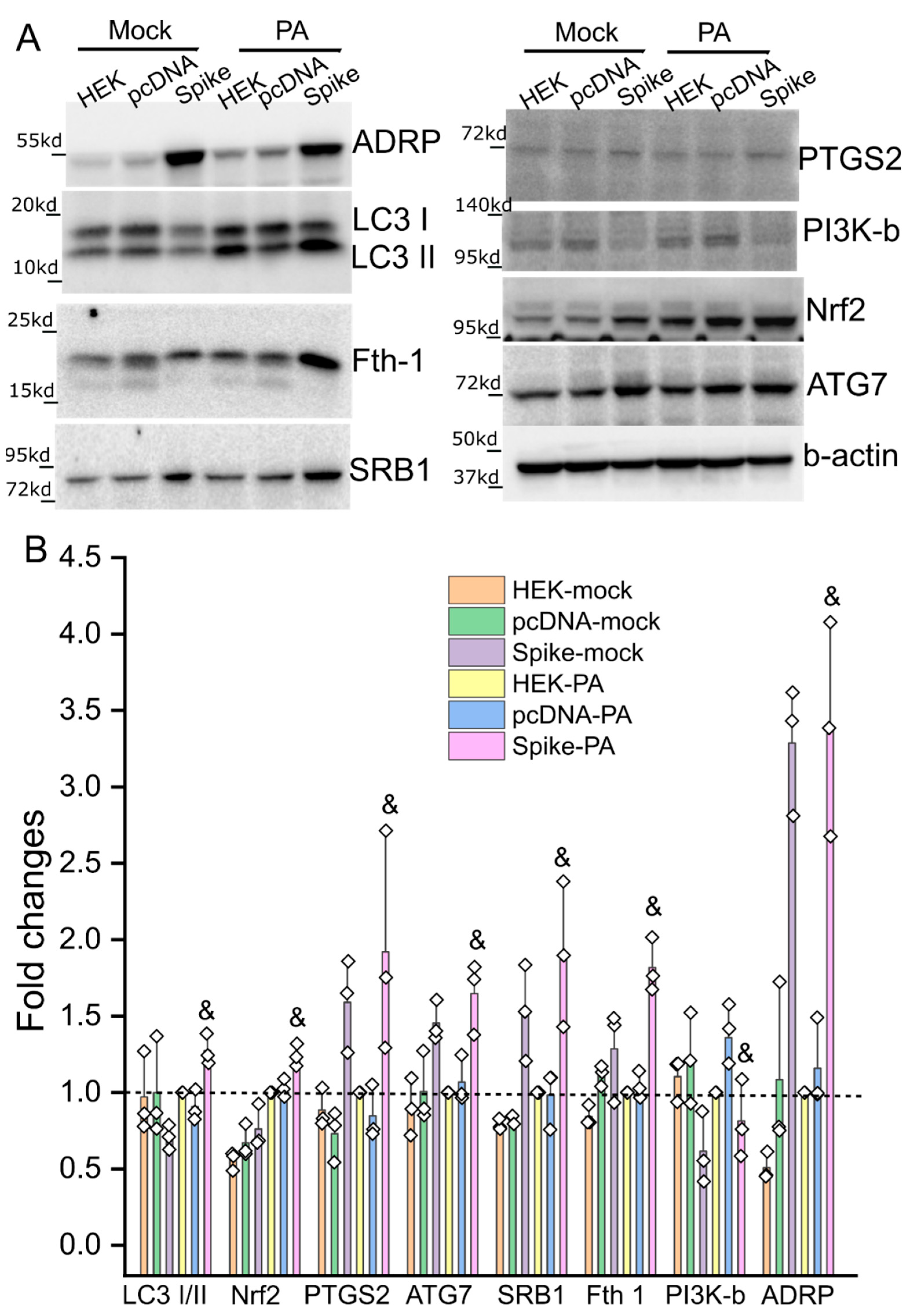 Cells 11 01916 g004 550