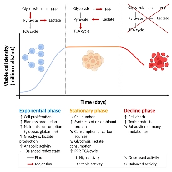 Cells Free FullText Metabolic Profiling of CHO Cells during the