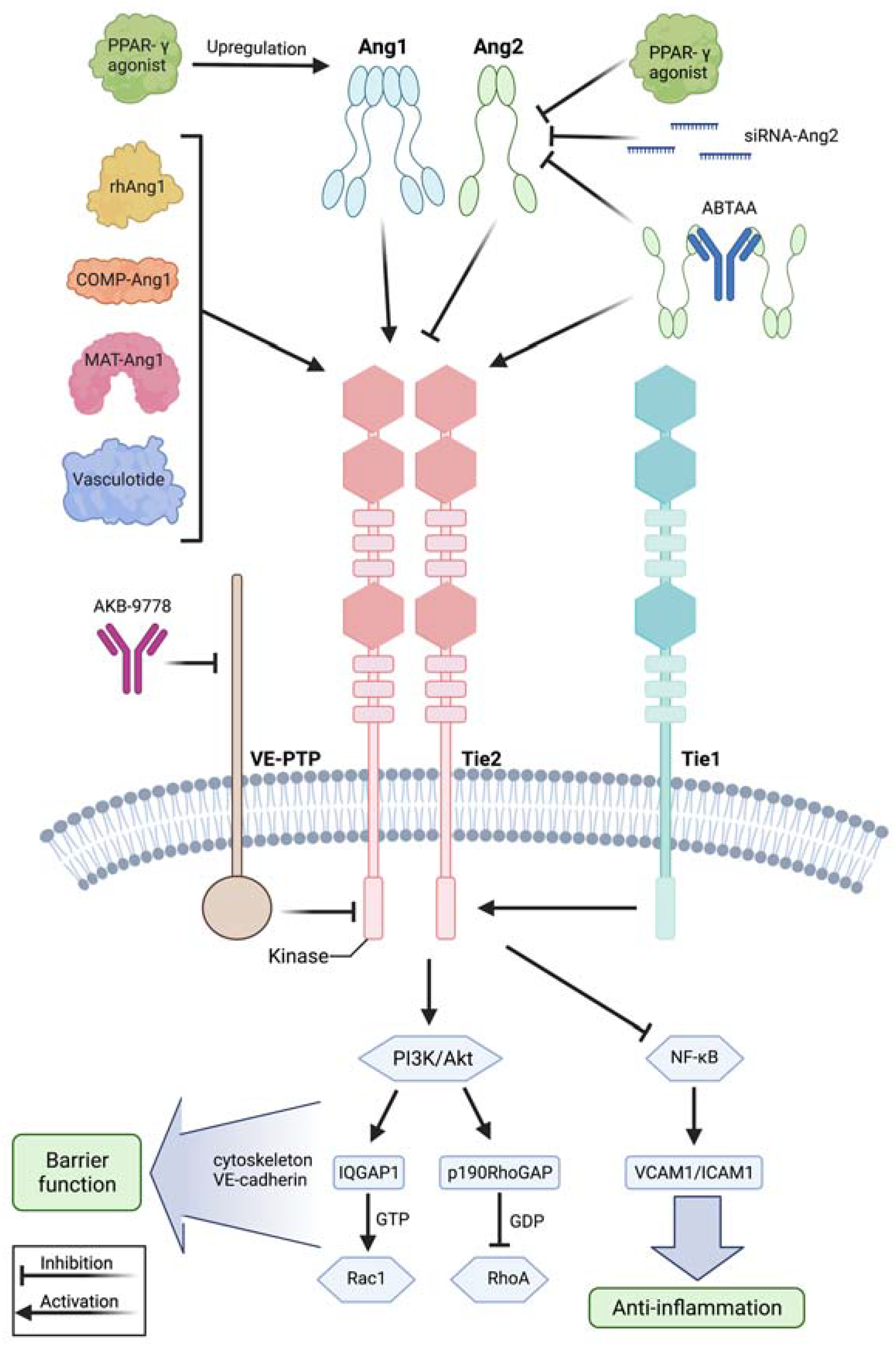 Cells 11 01935 g002 550