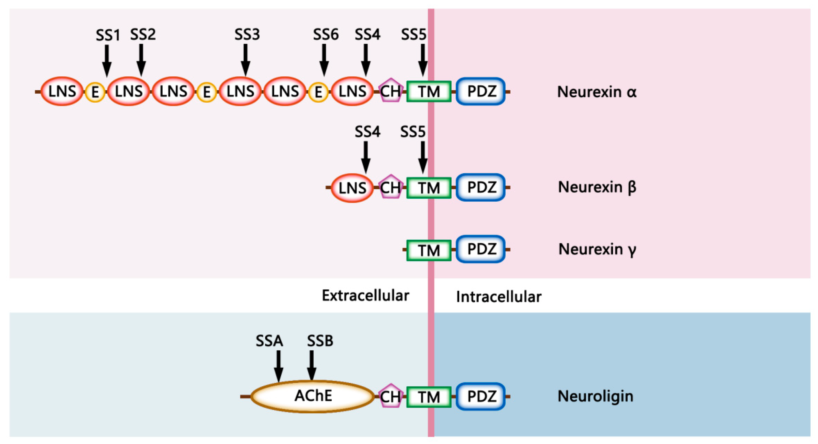 Cells 11 01940 g001 Cells 11 01940 g001