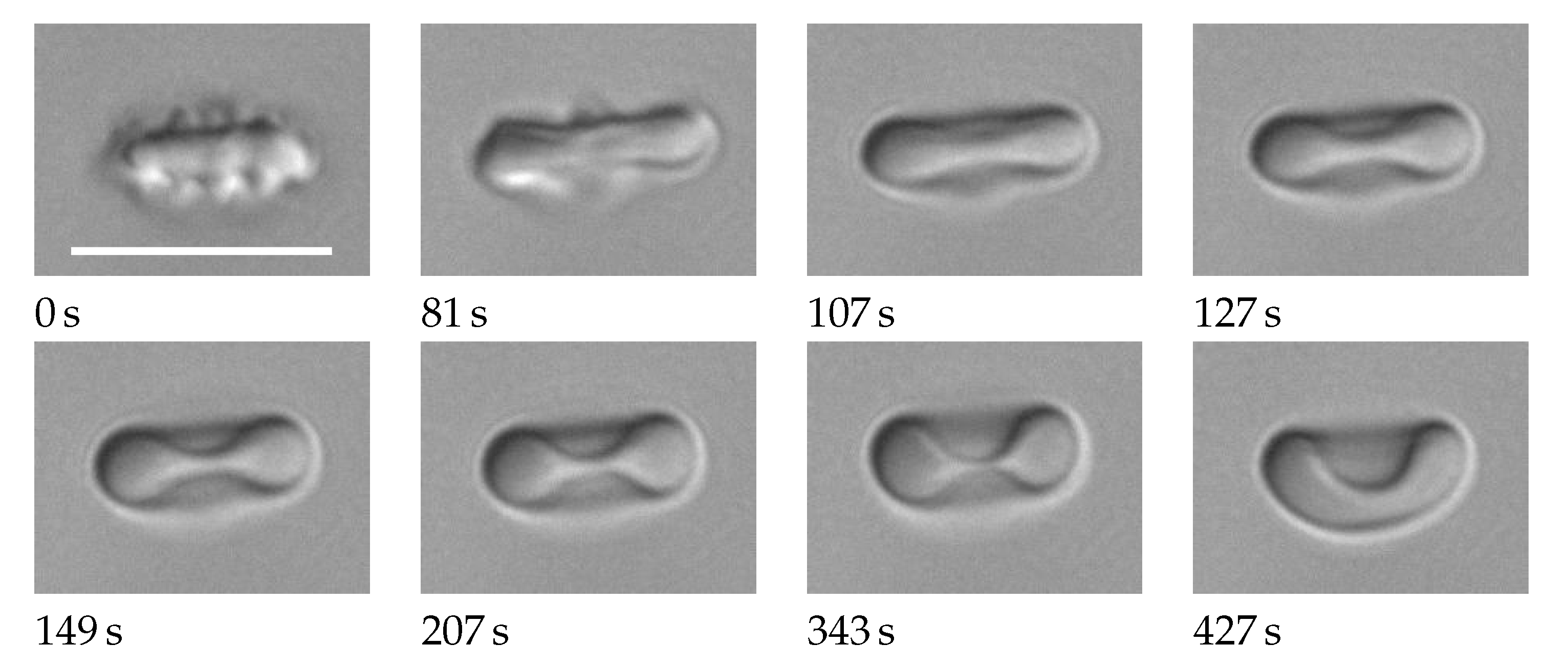 Cells 11 01941 g001 Cells 11 01941 g001