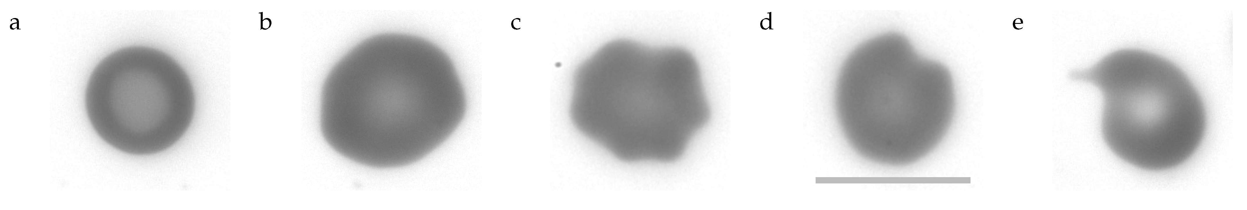 Cells 11 01941 g004 Cells 11 01941 g004