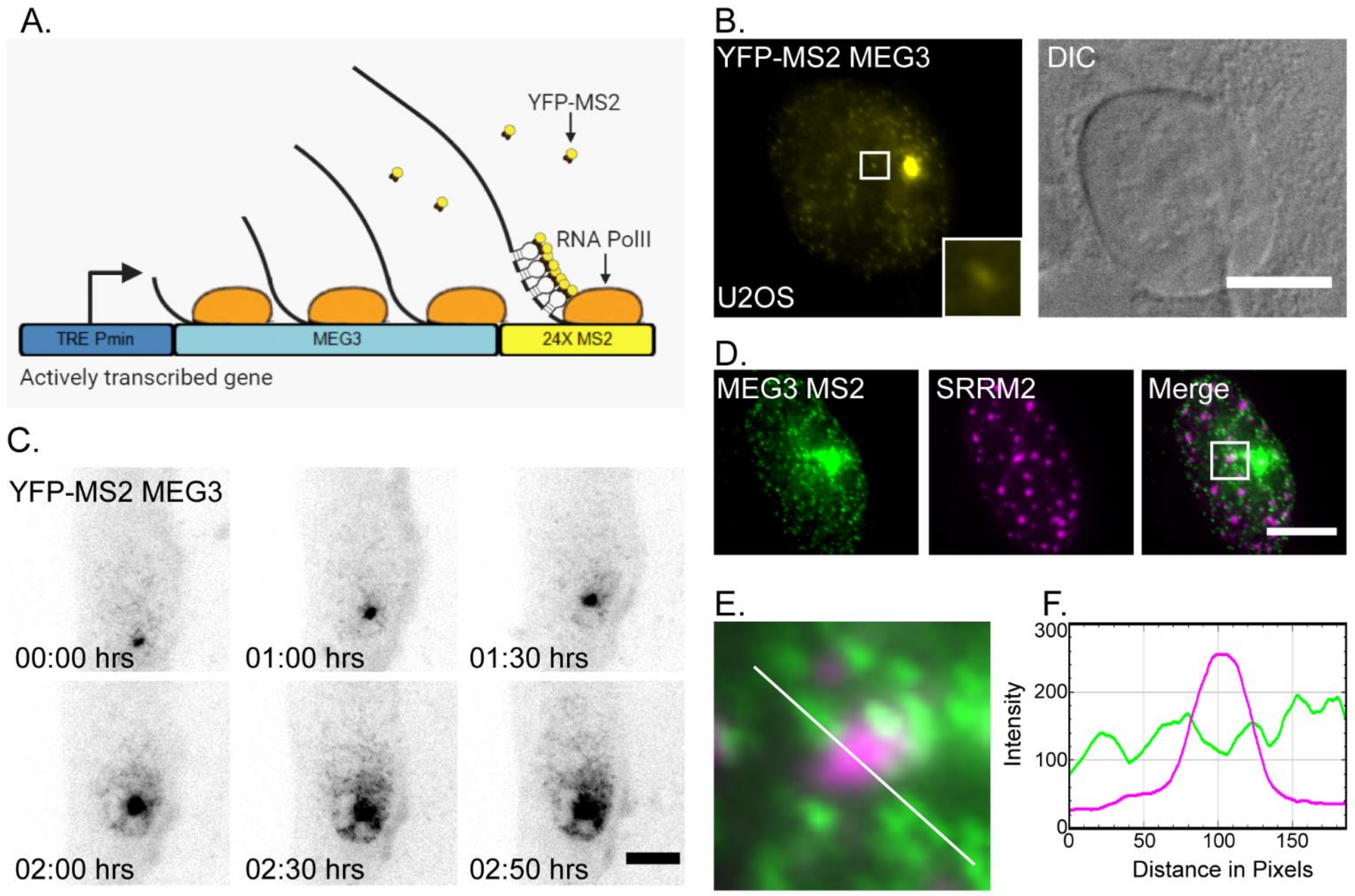 Cells 11 01942 g001 550