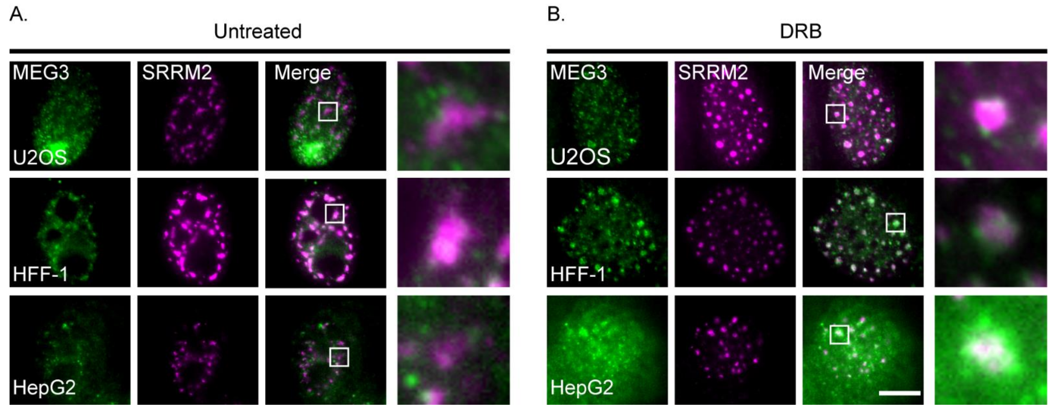 Cells 11 01942 g004 550