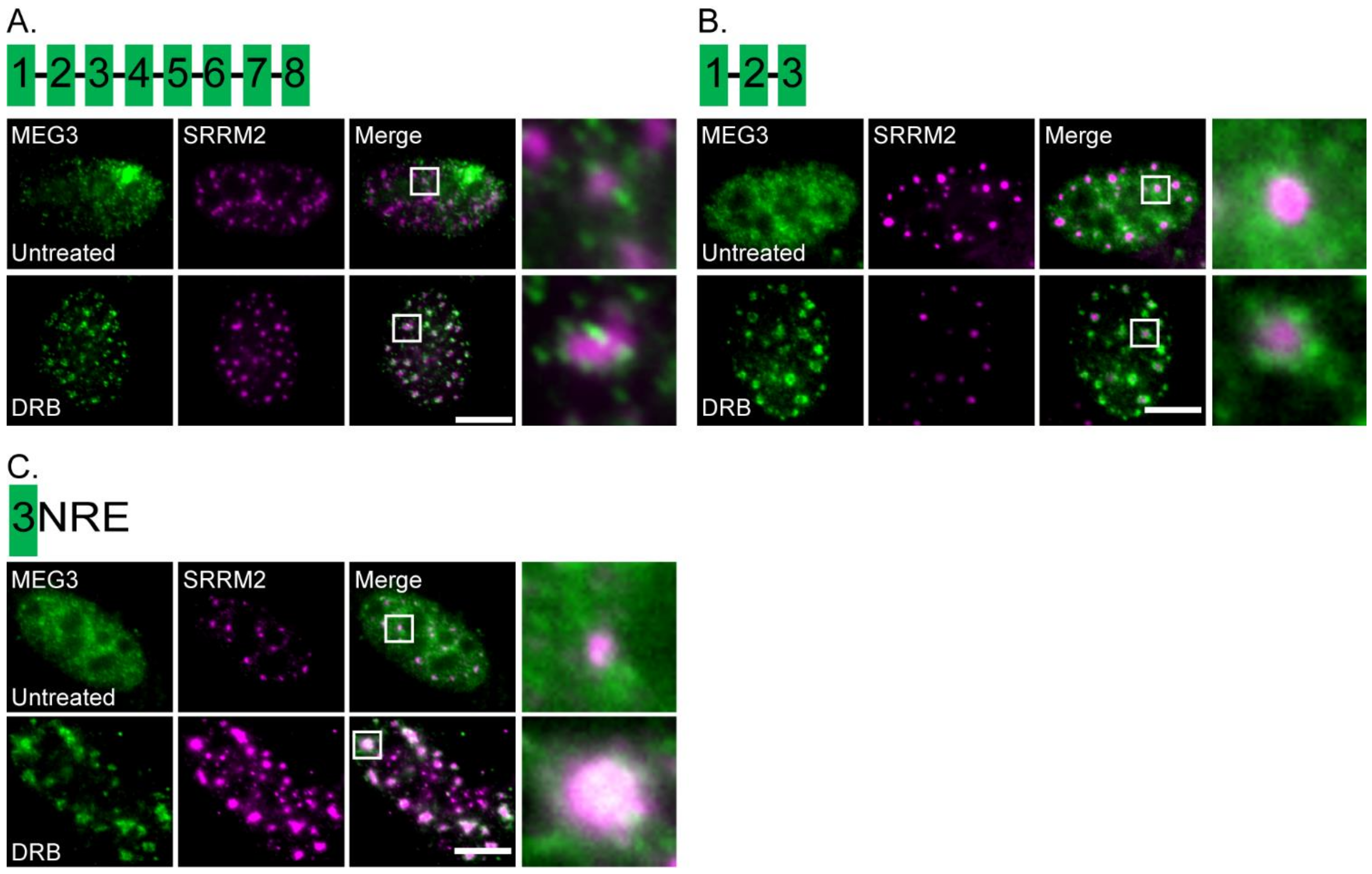 Cells 11 01942 g006 550