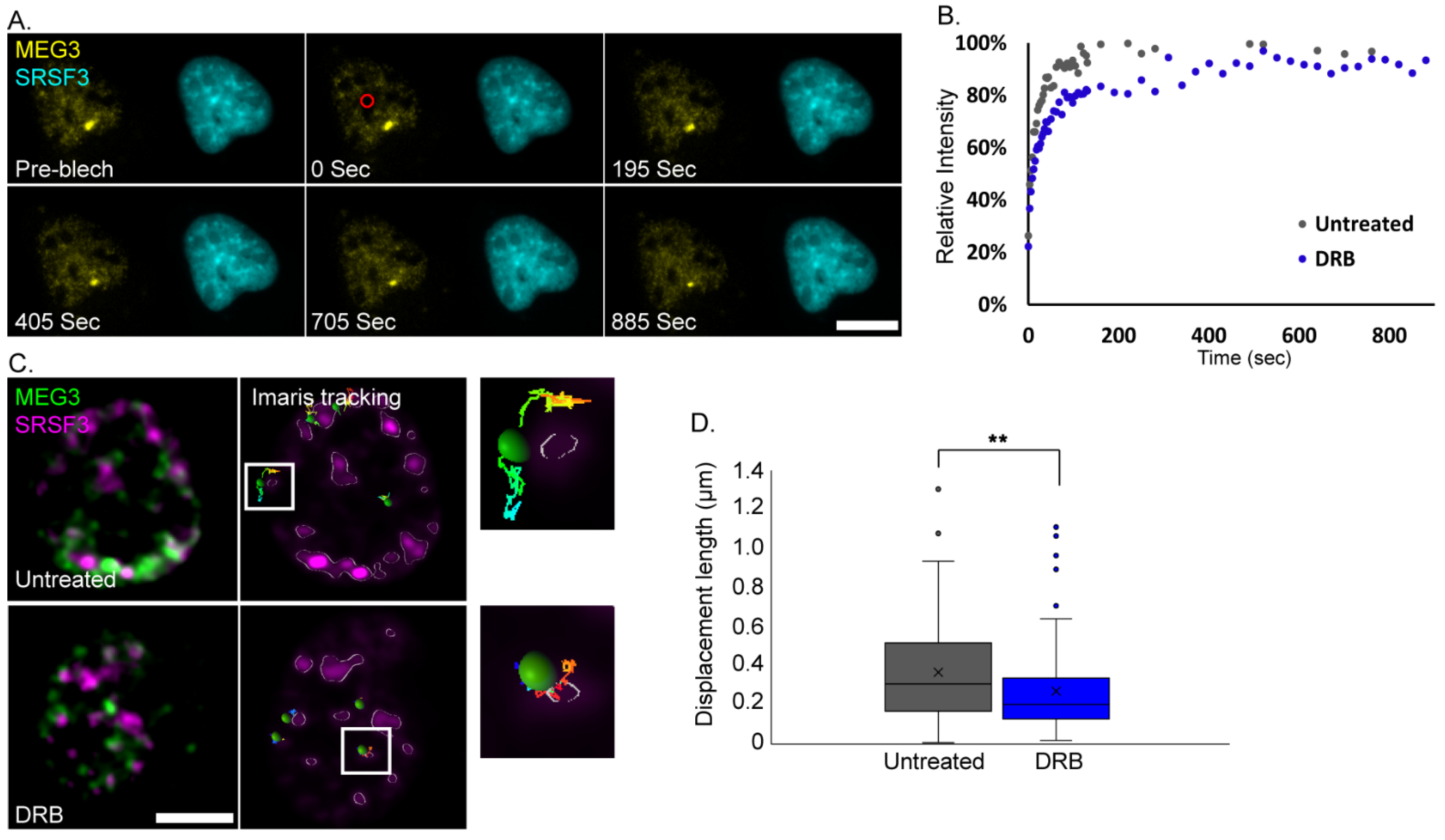 Cells 11 01942 g007 550