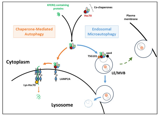 chaperone mediated autophagy assay chaperone mediated autophagy assay
