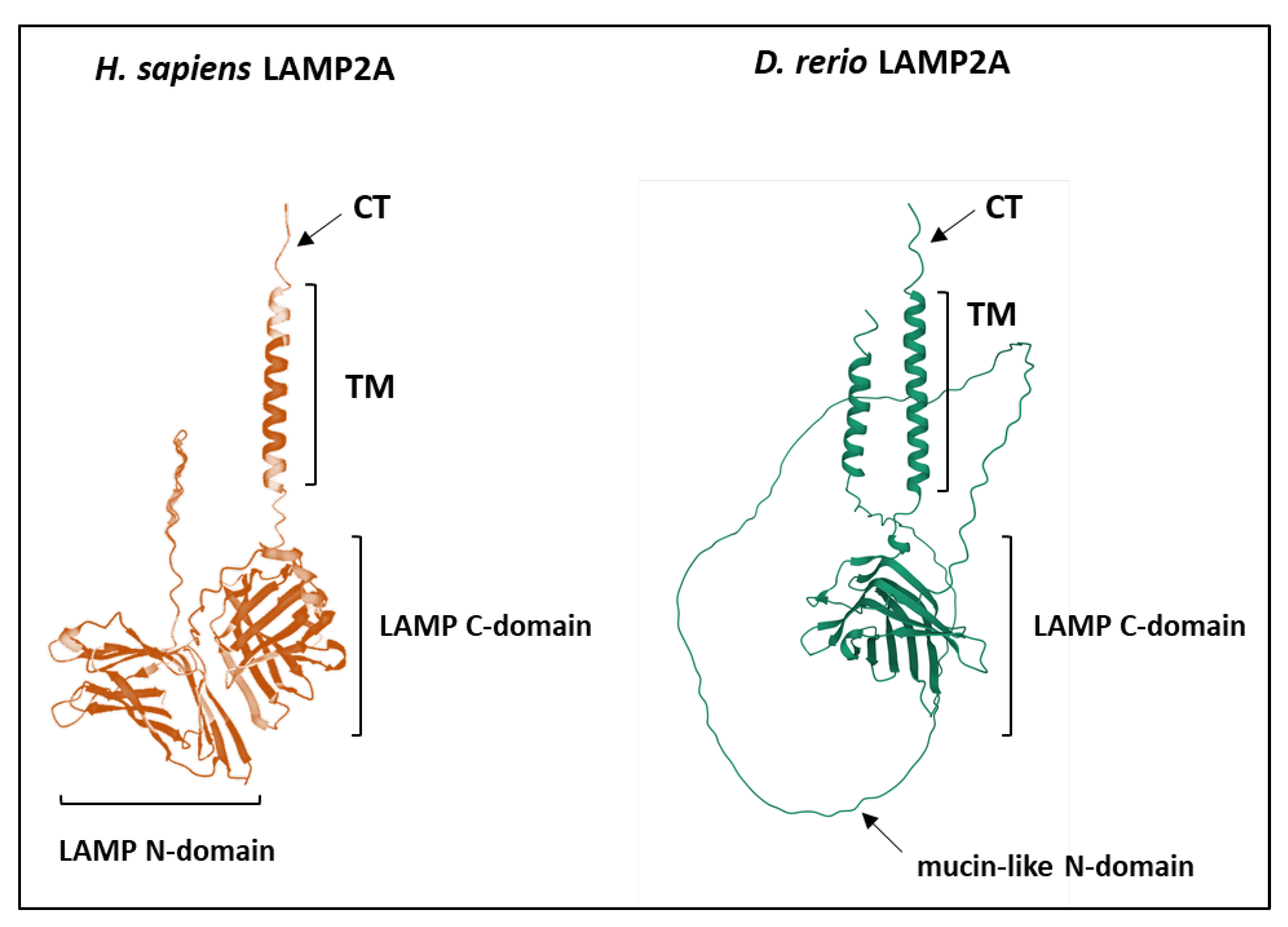 Diving into the Evolutionary History of HSC70-Linked