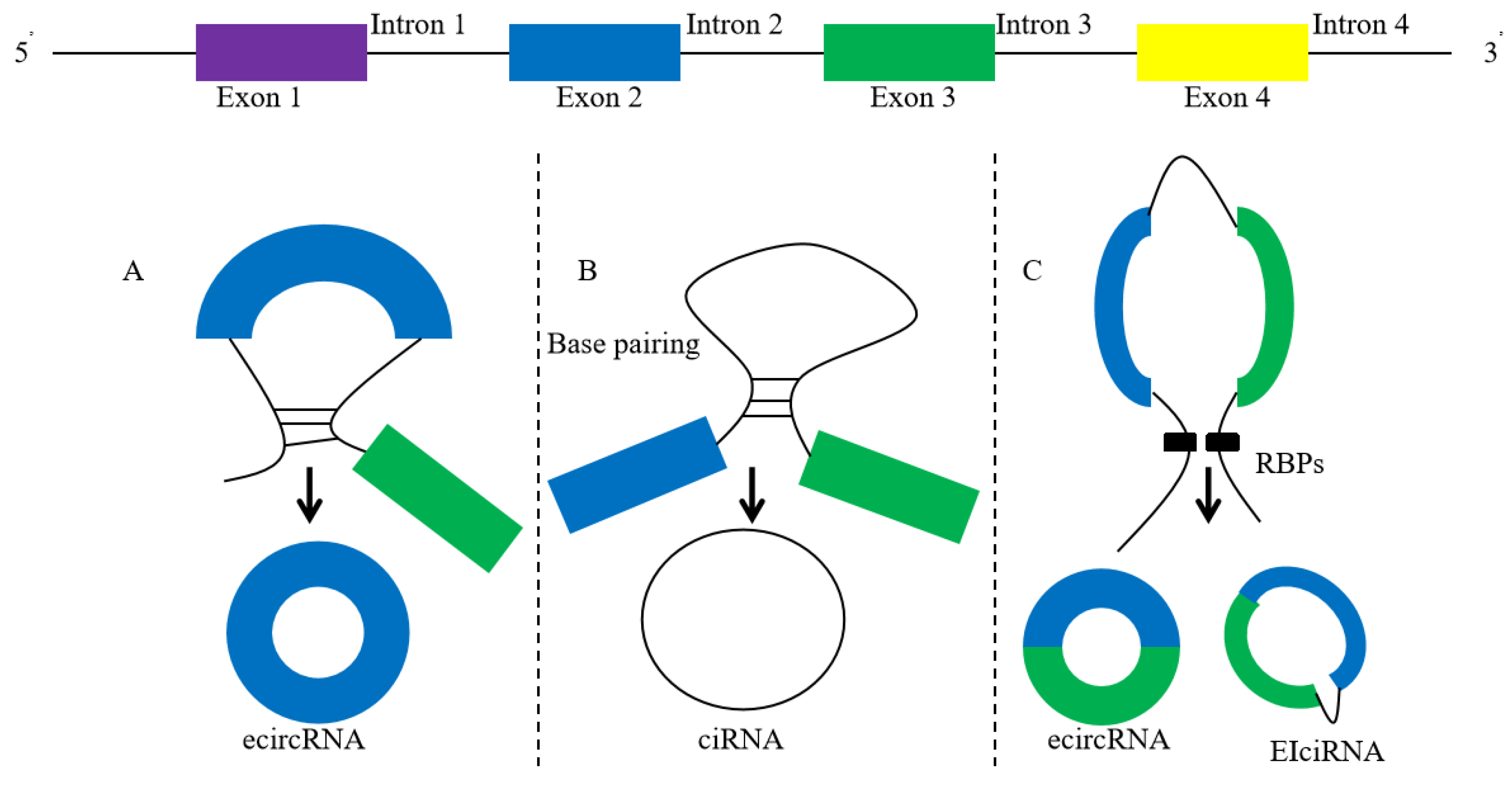 Cells | Free Full-Text | Circular RNA as a Novel Biomarker and 
