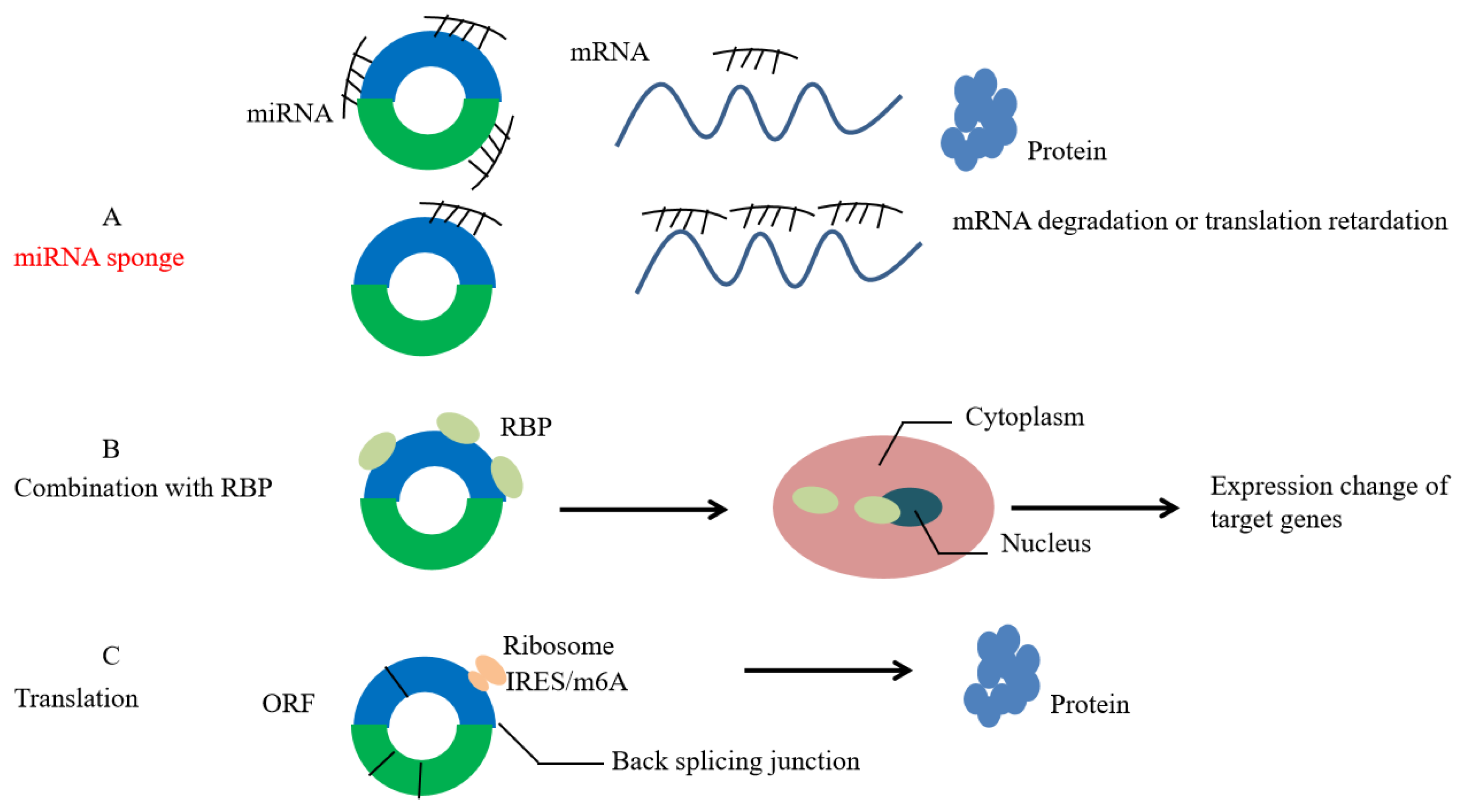 Circular RNA as a Novel Biomarker and Therapeutic Target for HCC