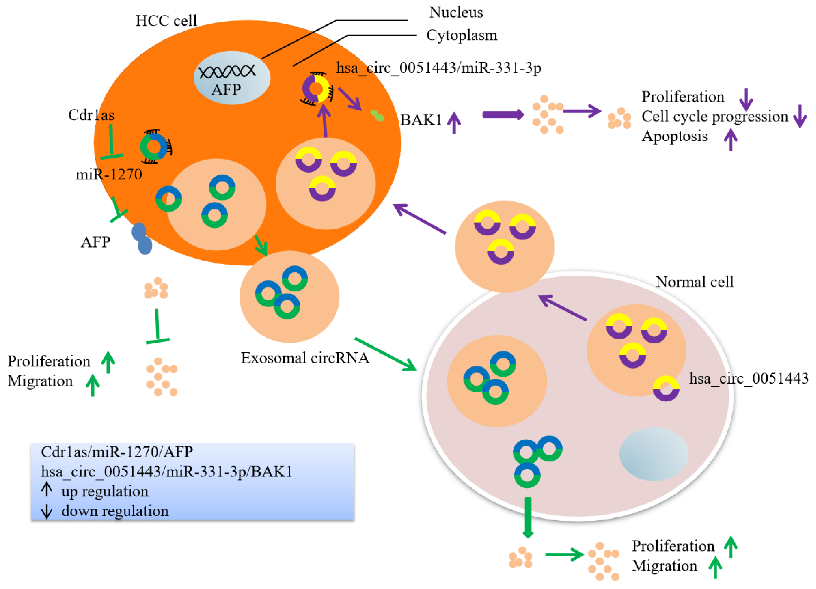 ユウ microRNAs‐based diagnostic and therapeutic applications in