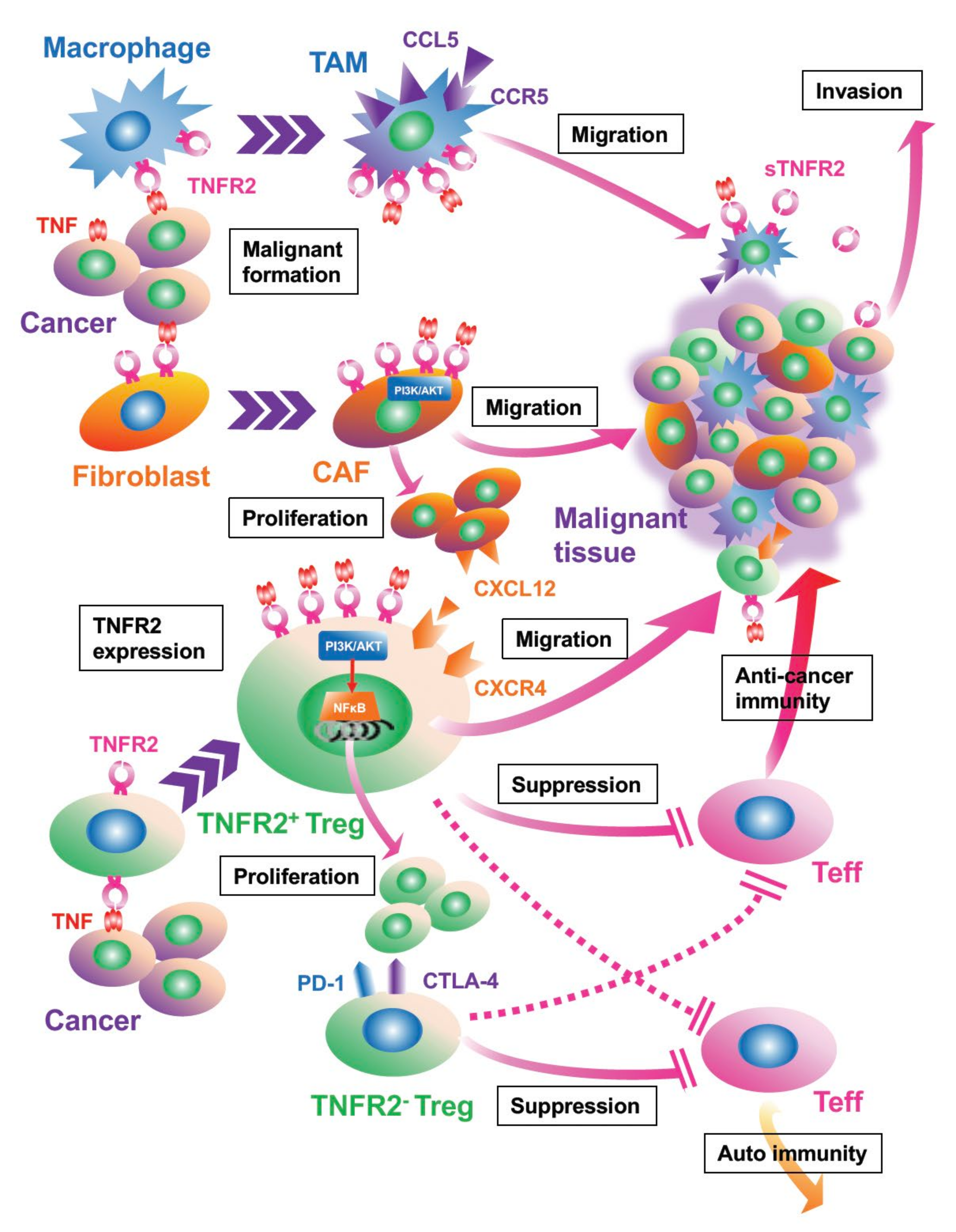 Cells 11 01952 g002 Cells 11 01952 g002