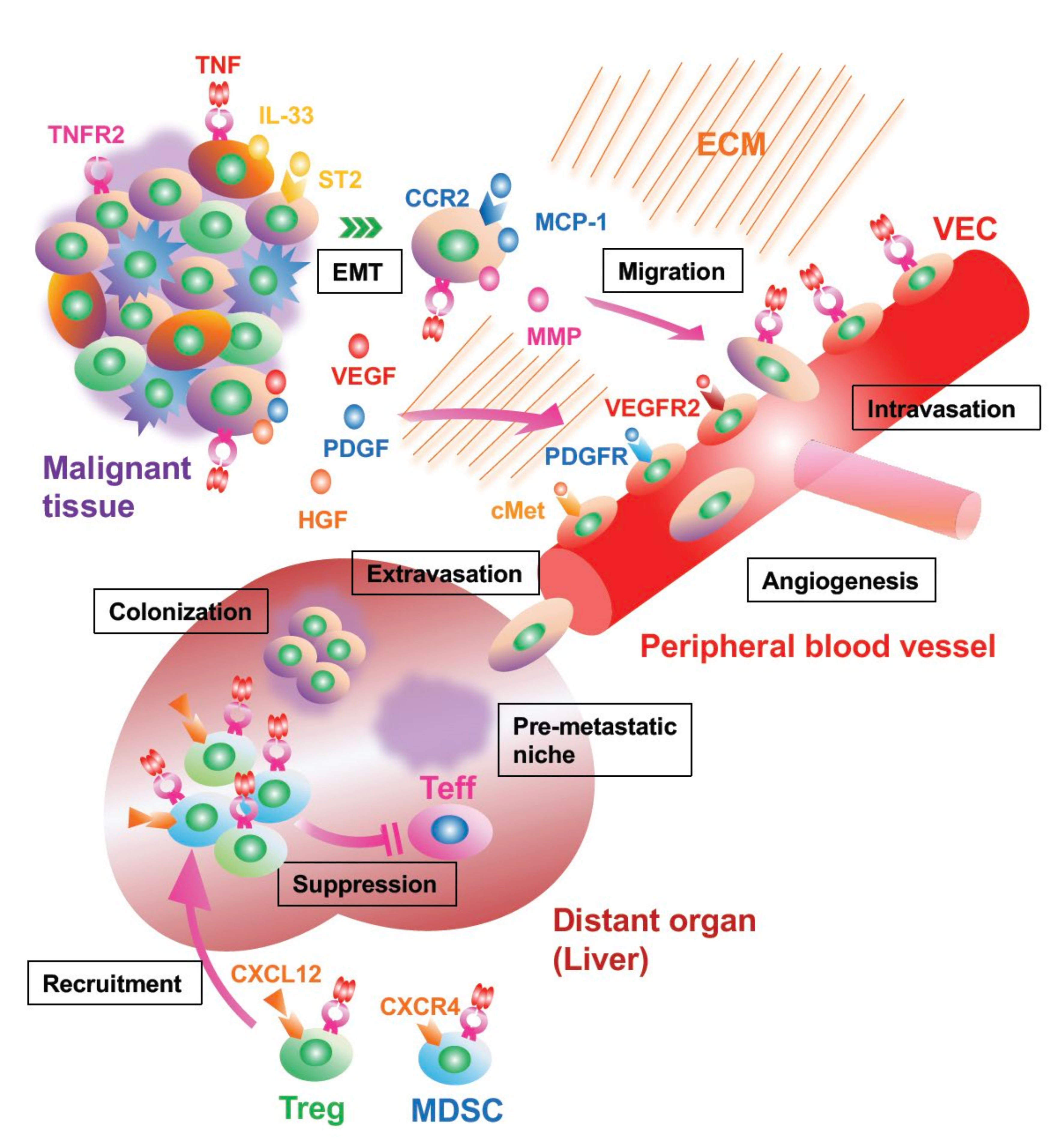 Cells 11 01952 g003 Cells 11 01952 g003
