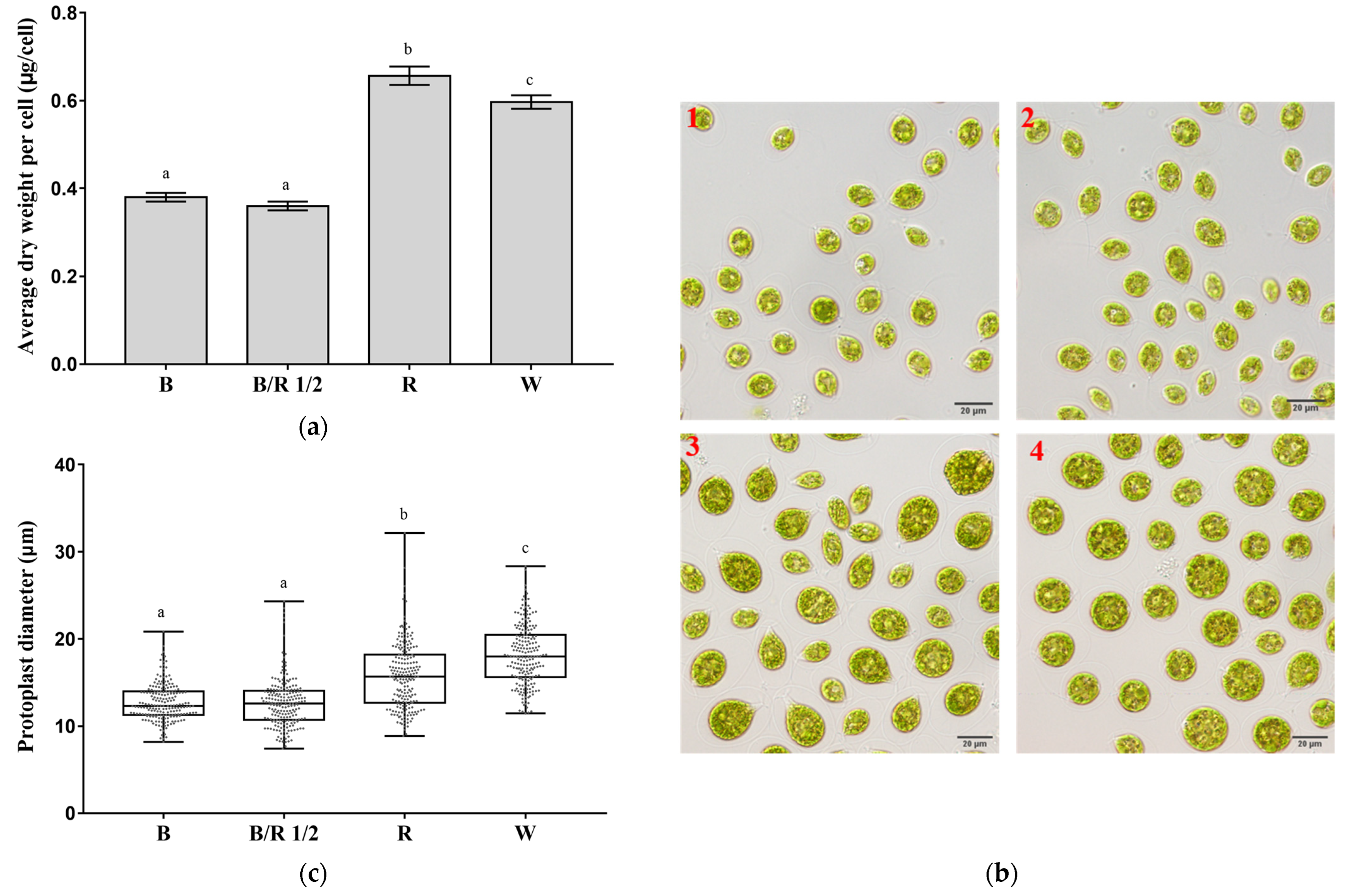 Cells 11 01956 g002 550