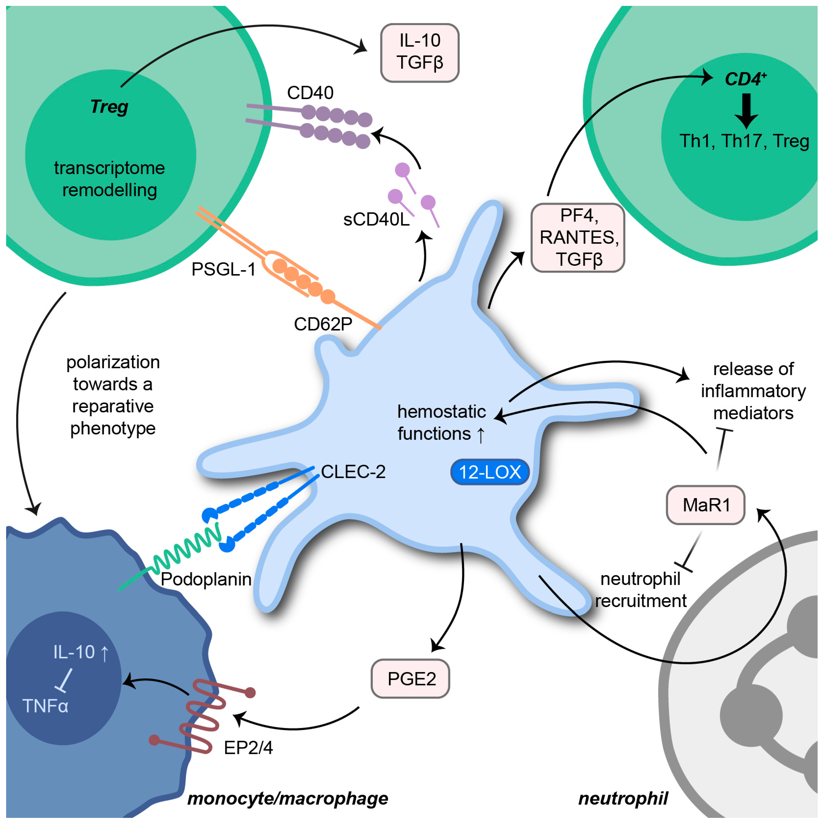 Cells 11 01957 g003 550