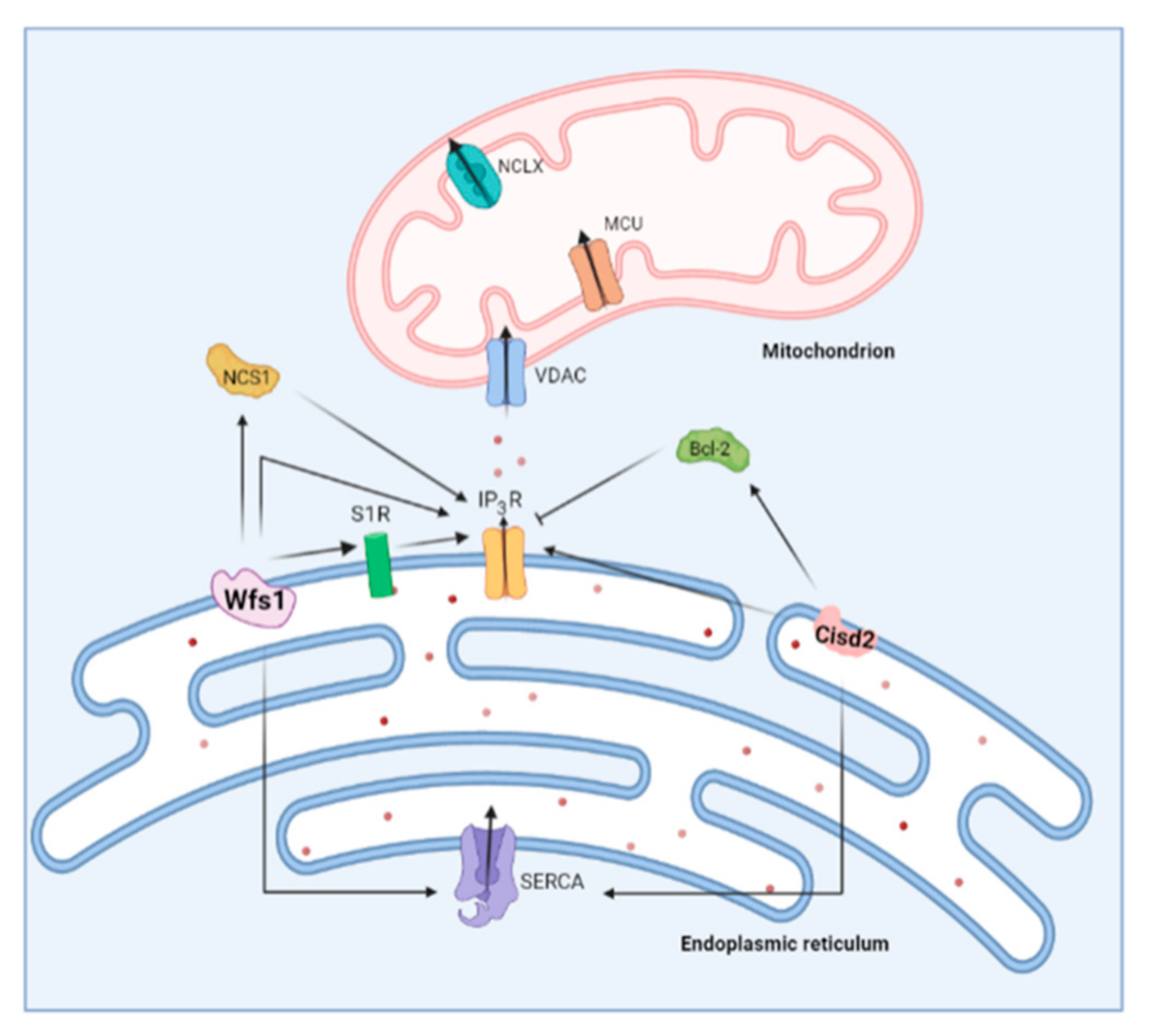 Cells 11 01963 g005 Cells 11 01963 g005