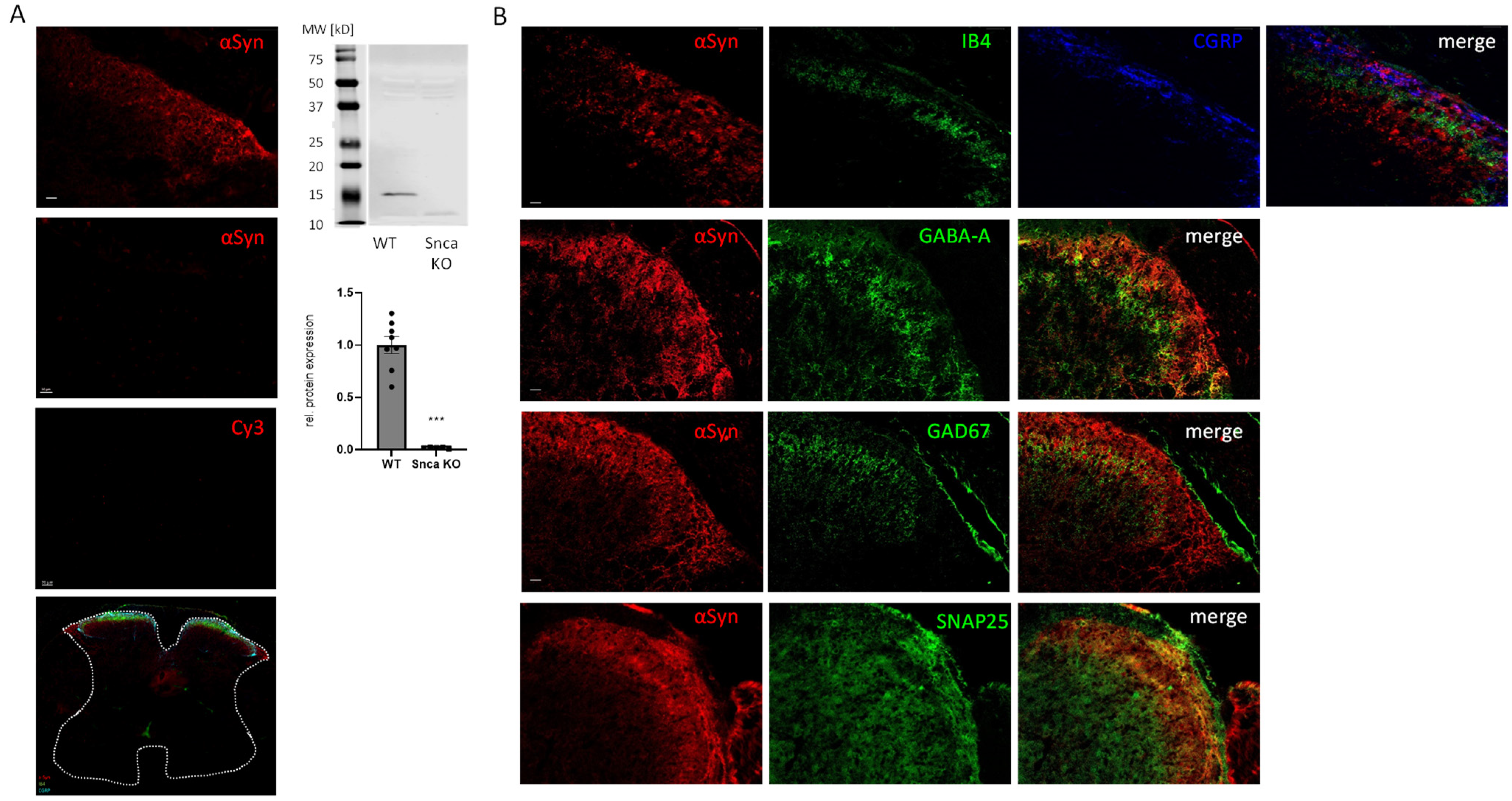 Cells 11 01967 g001 550