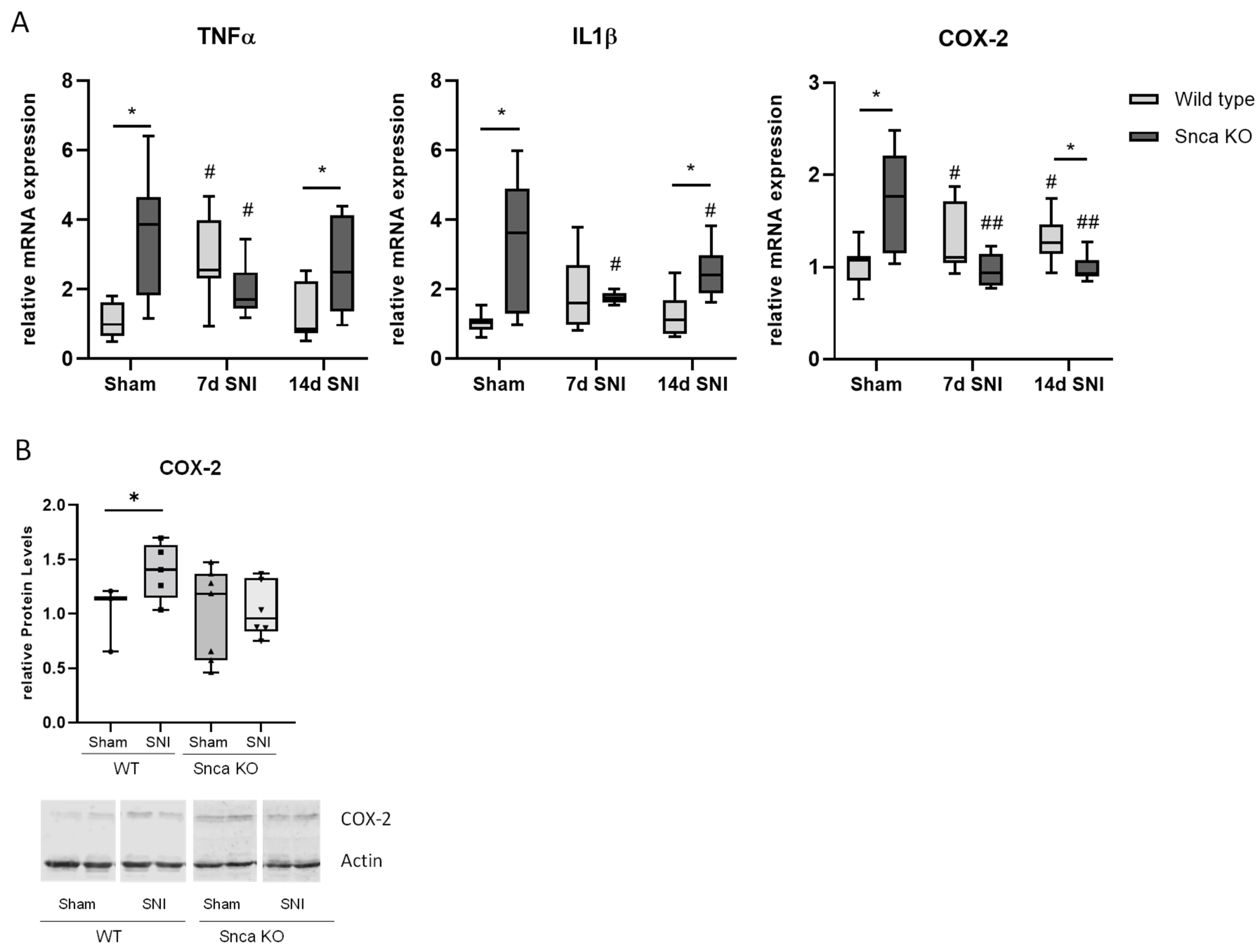 Cells 11 01967 g005a 550