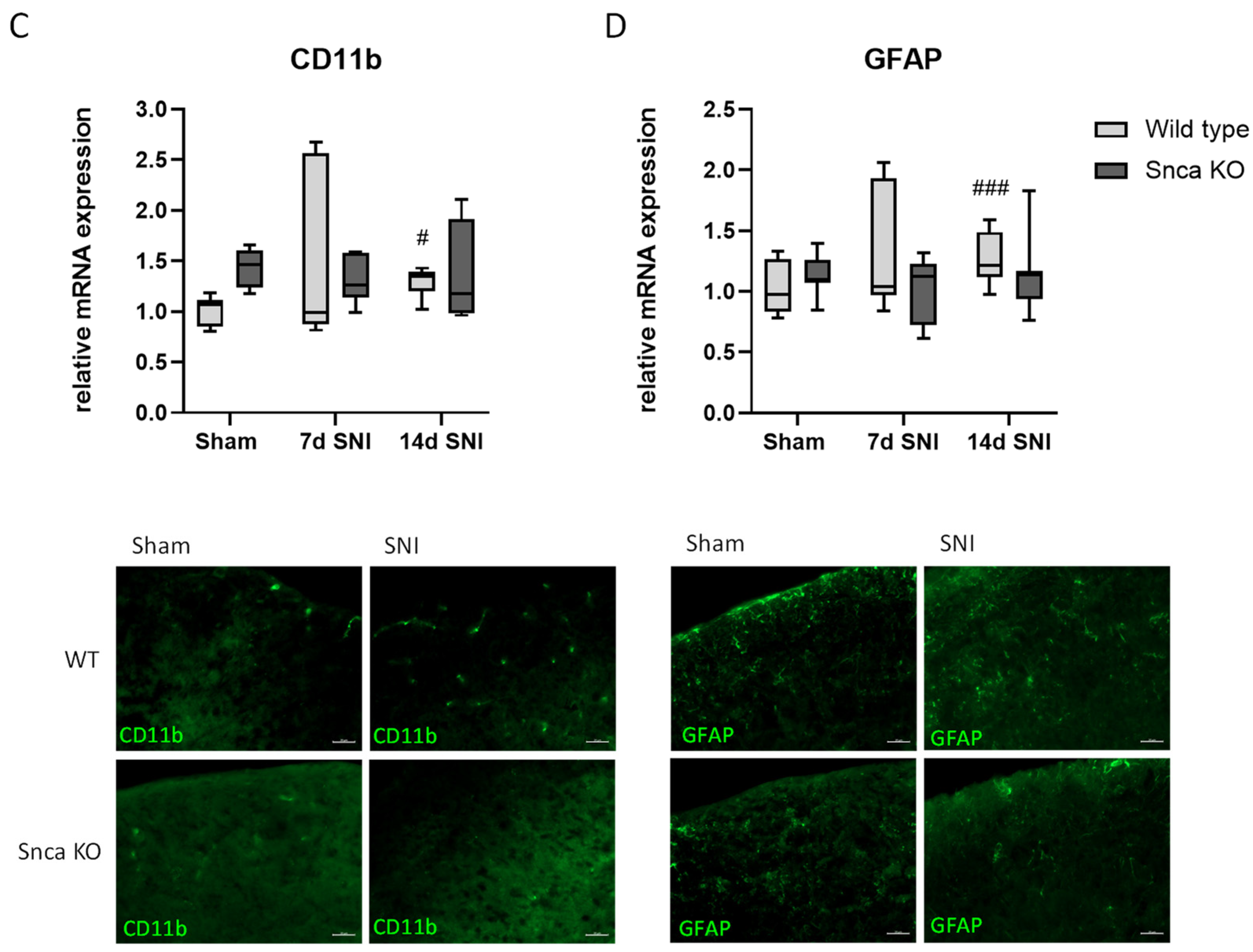 Cells 11 01967 g005b 550