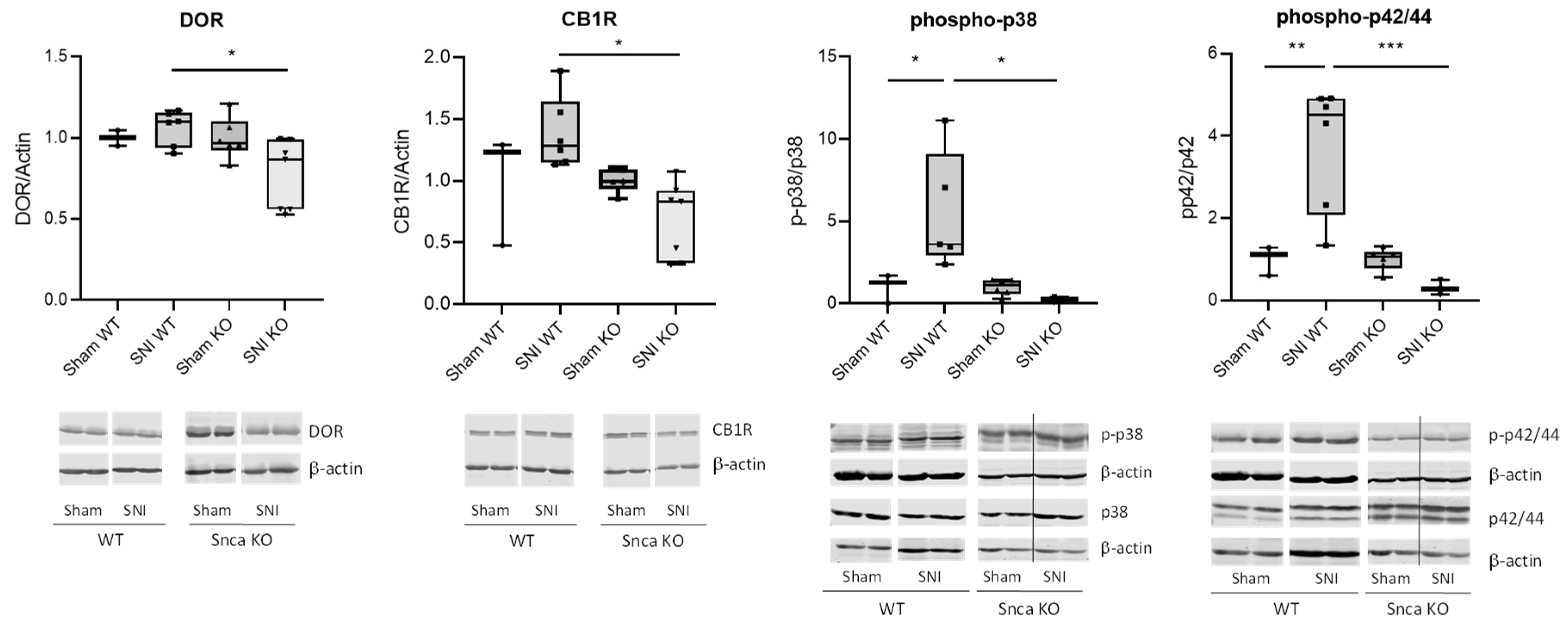 Cells 11 01967 g006 550