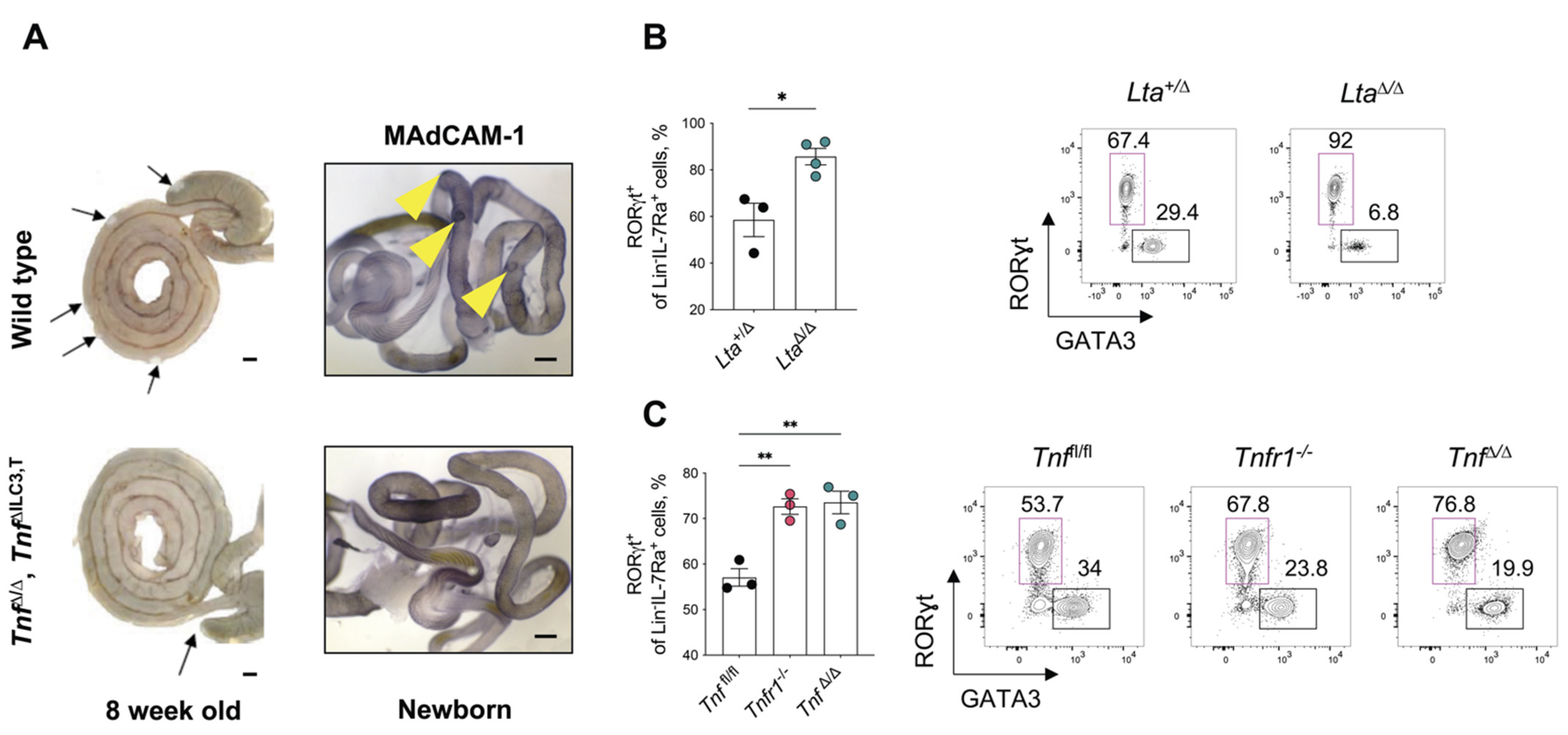 Cells 11 01970 g003 Cells 11 01970 g003