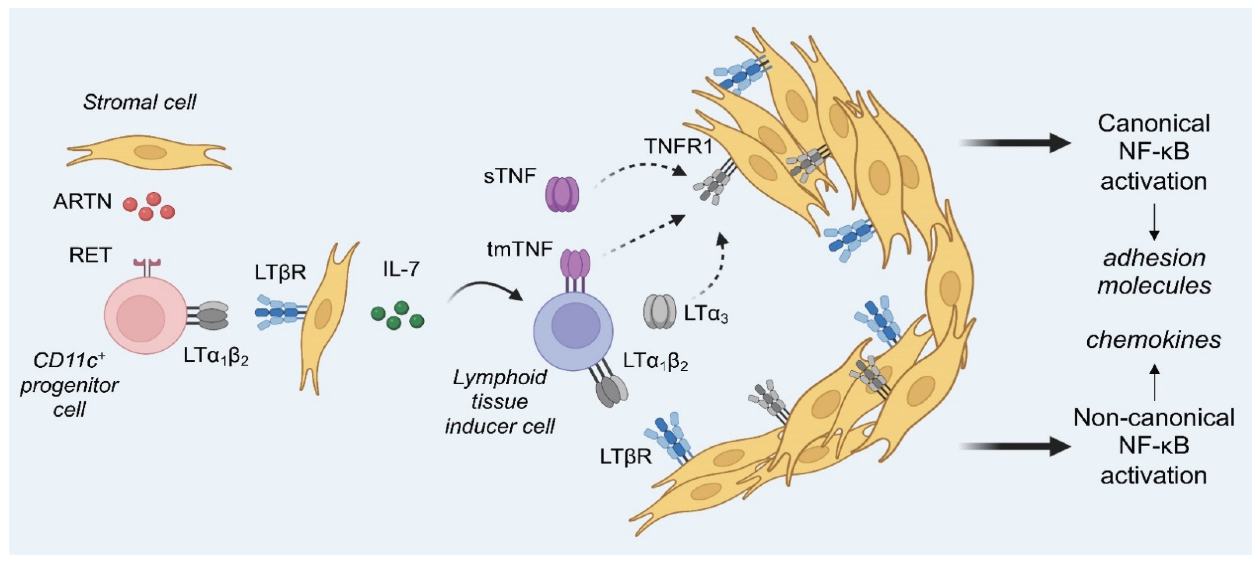 Cells 11 01970 g004 Cells 11 01970 g004