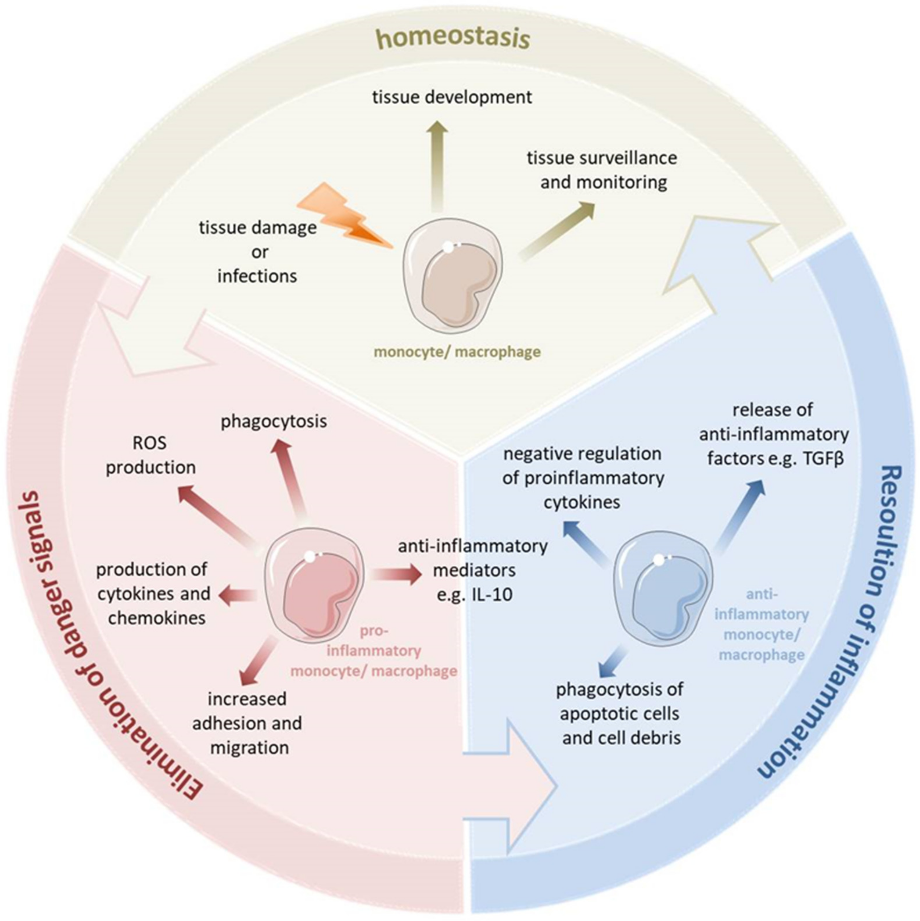 Cells | Free Full-Text | The Good and the Bad: Monocytes&rsquo