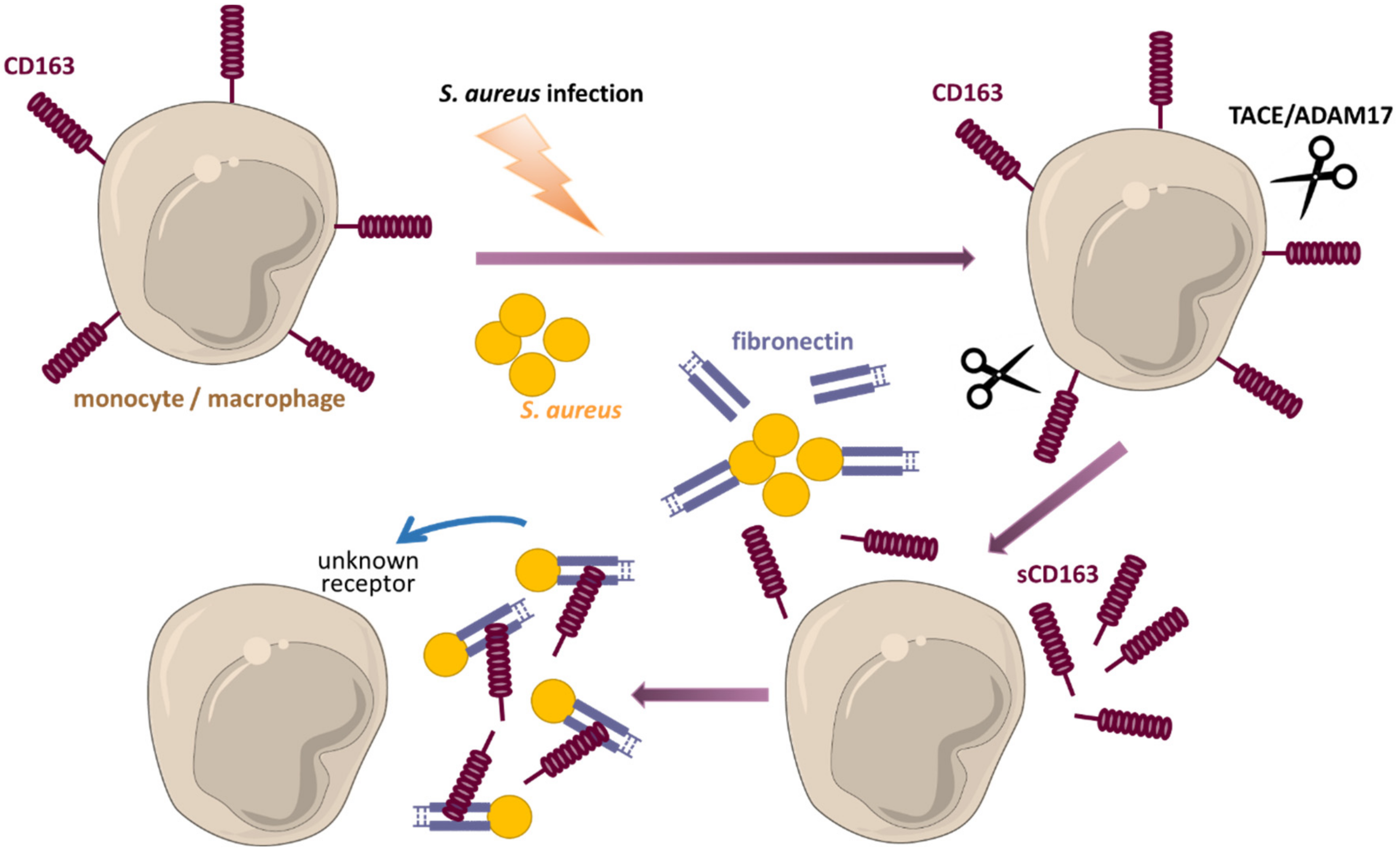 Cells 11 01979 g002 550