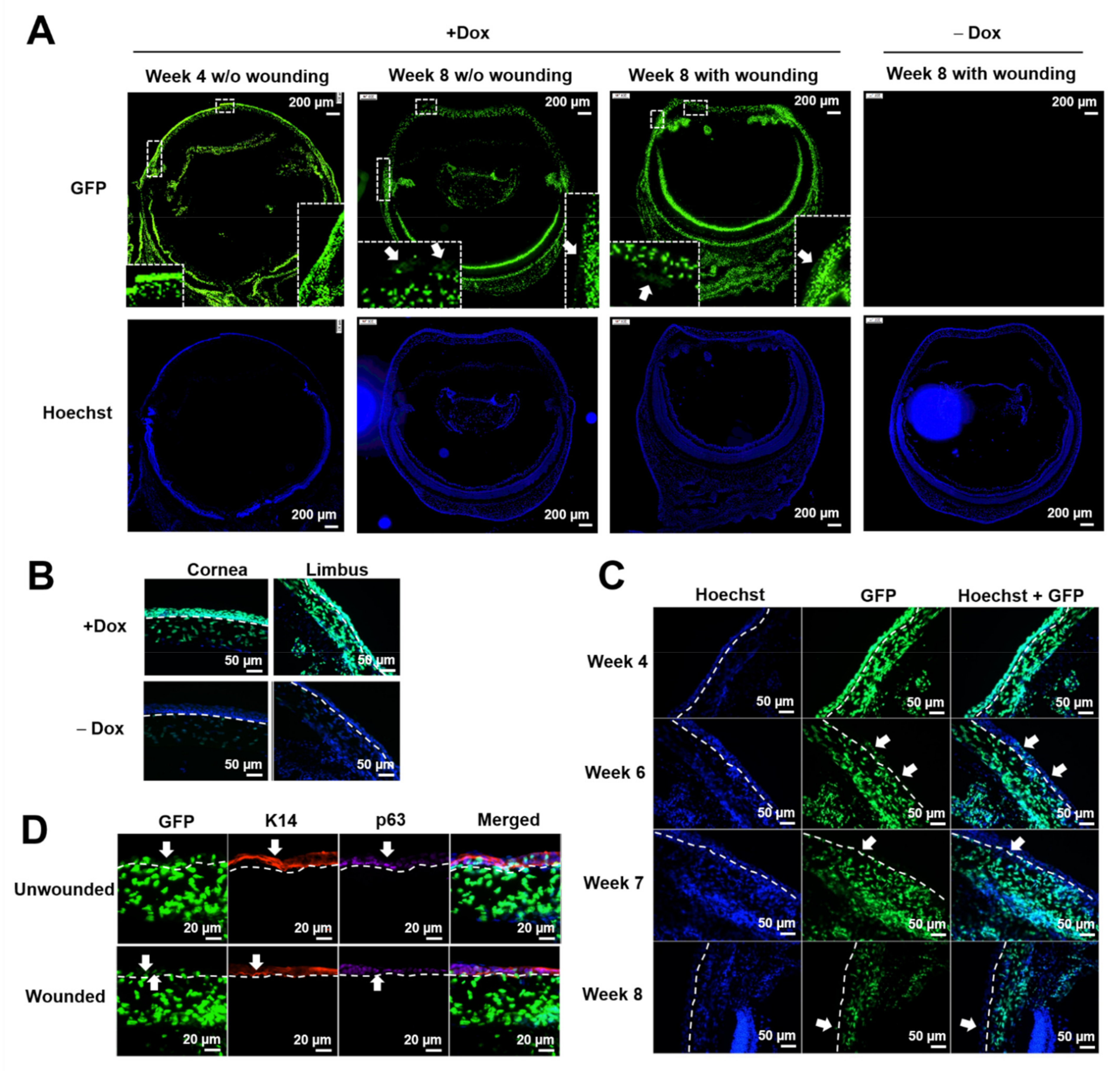 Cells 11 01983 g002