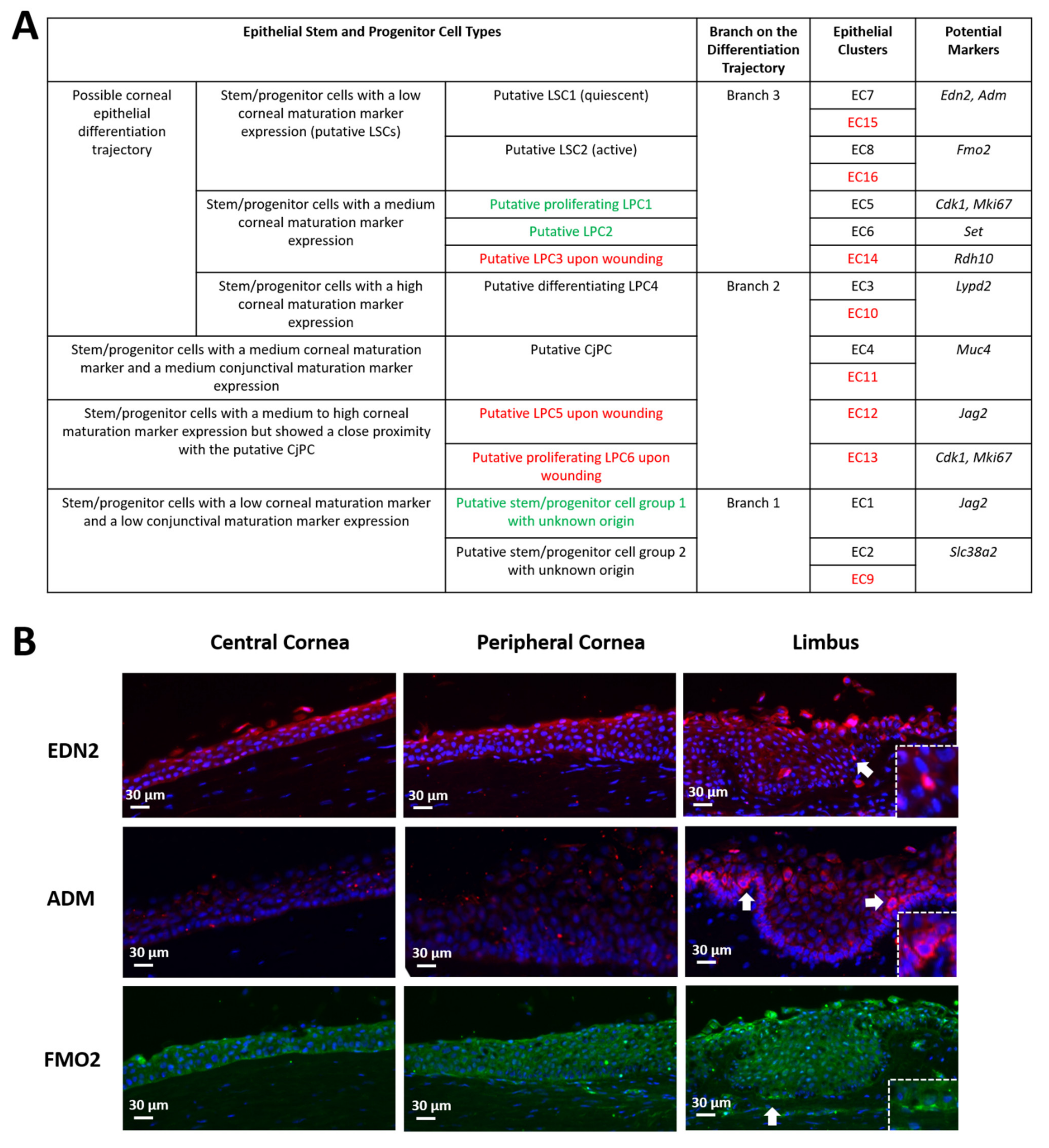 Cells 11 01983 g006