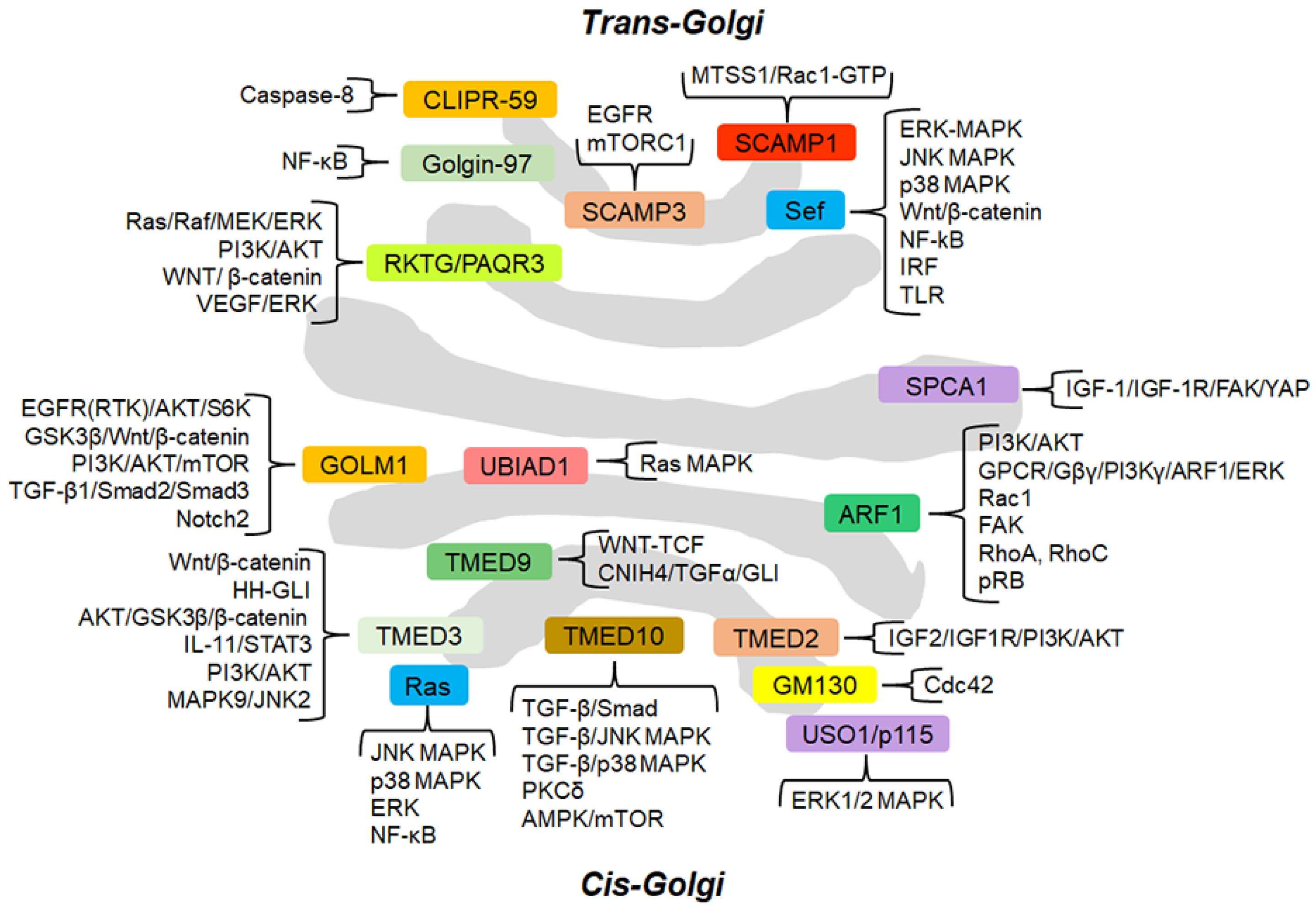 Cells 11 01990 g001 Cells 11 01990 g001
