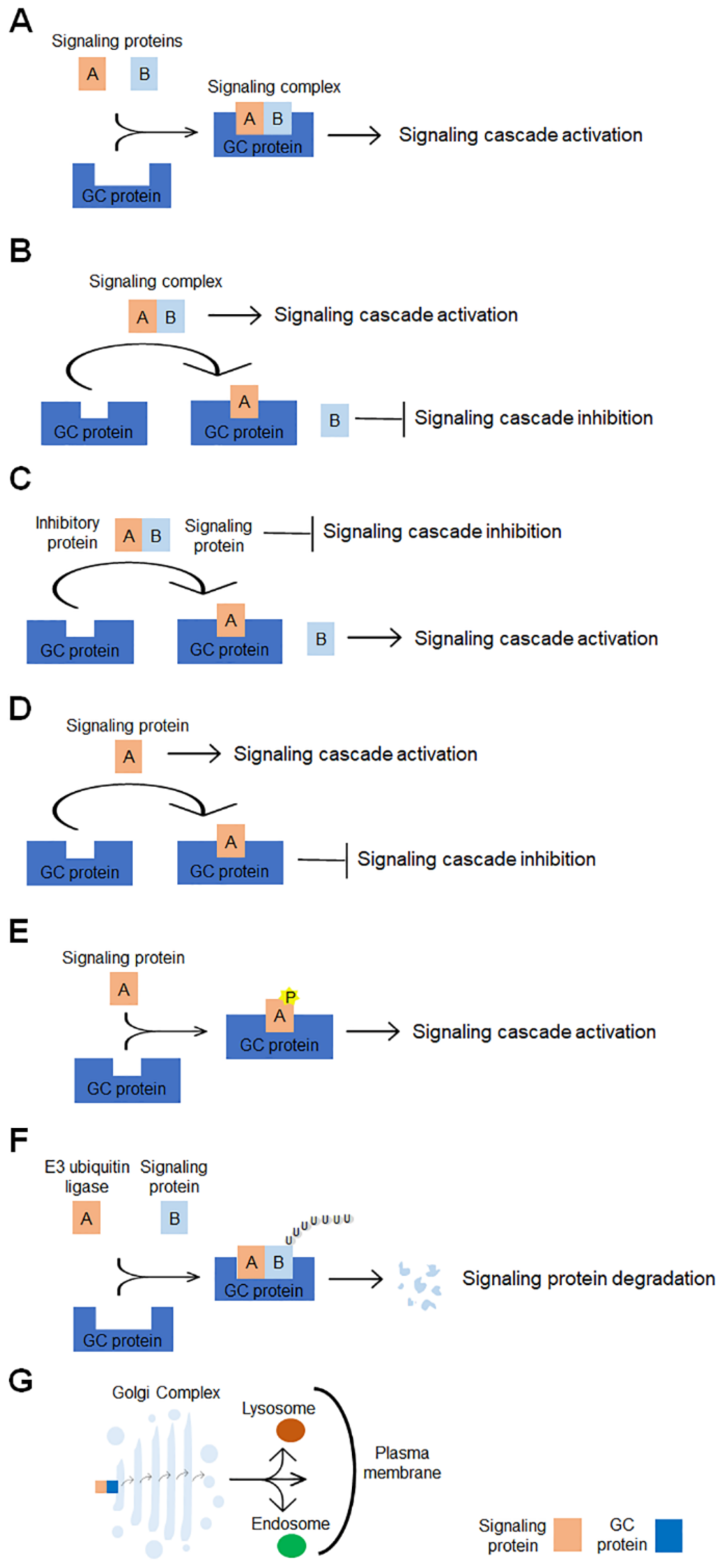 Cells 11 01990 g002 Cells 11 01990 g002