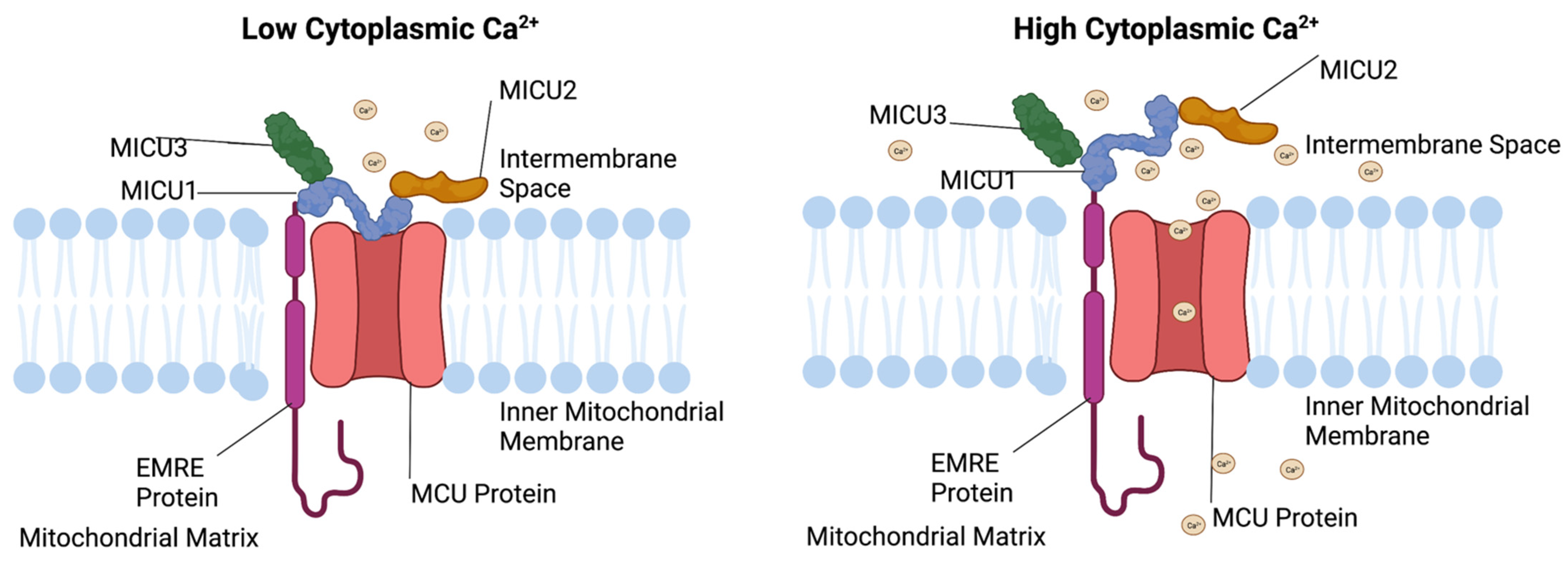 Cells 11 01993 g002 Cells 11 01993 g002