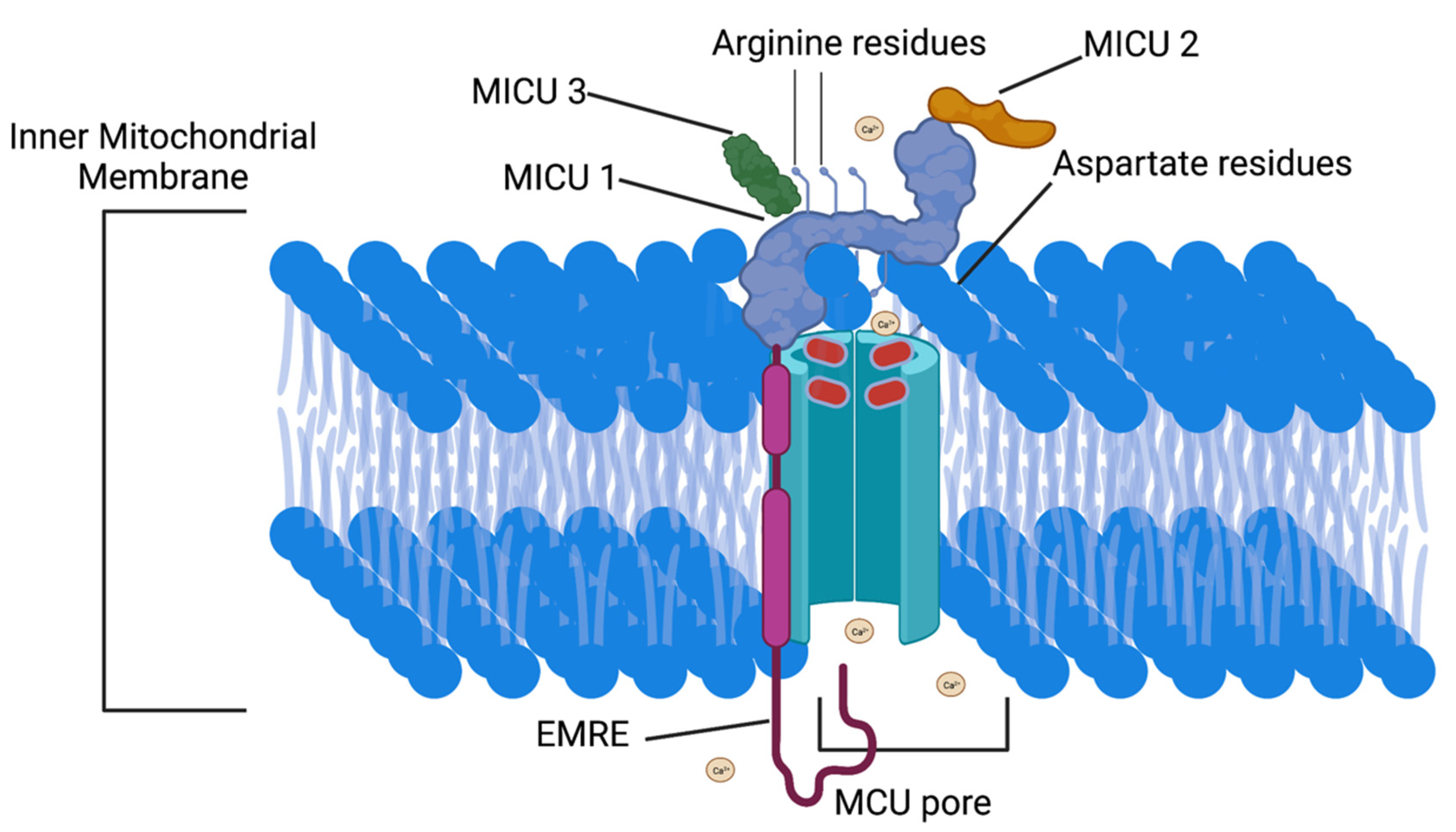 Cells 11 01993 g003 Cells 11 01993 g003