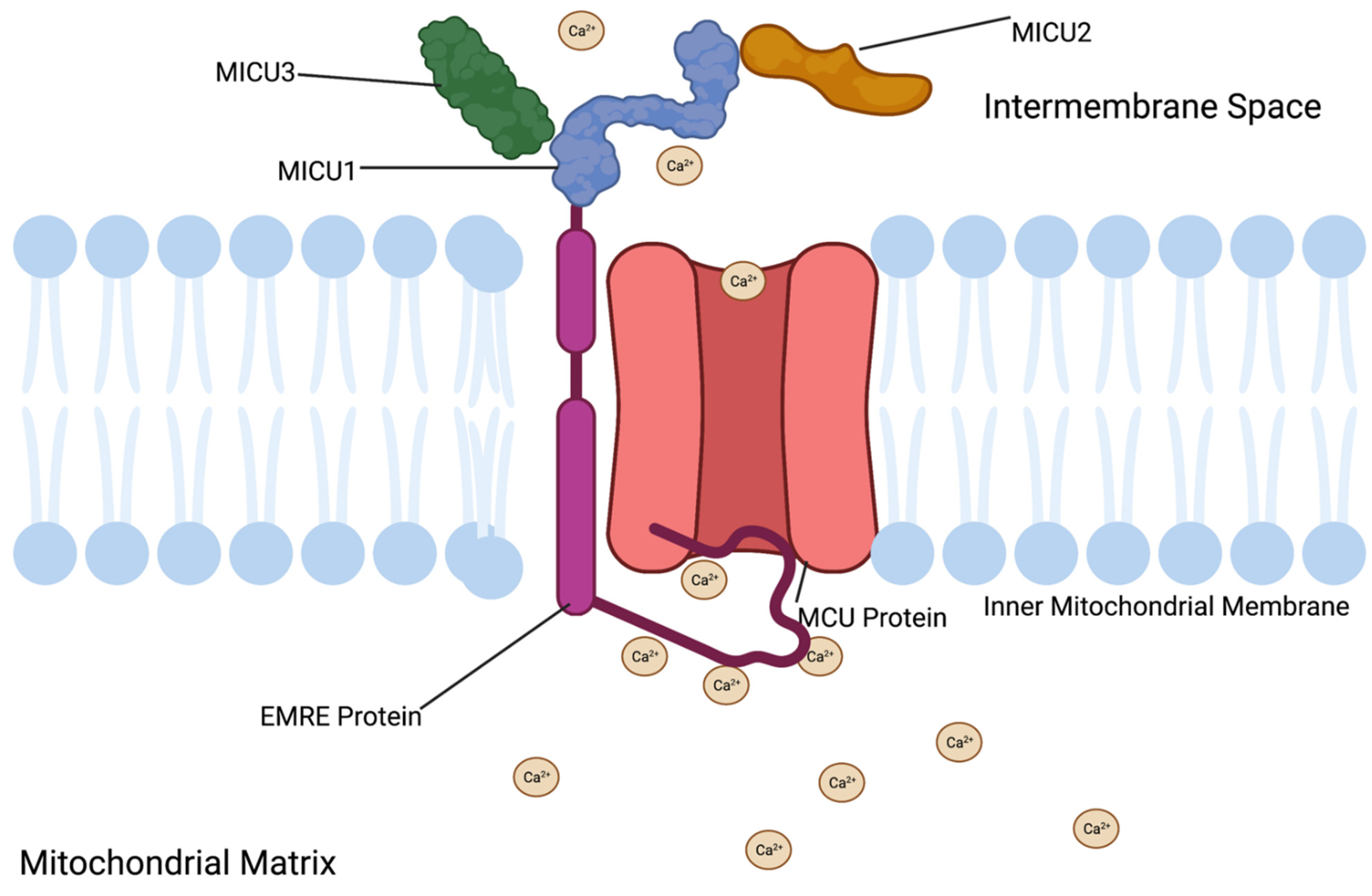 Cells 11 01993 g004 Cells 11 01993 g004