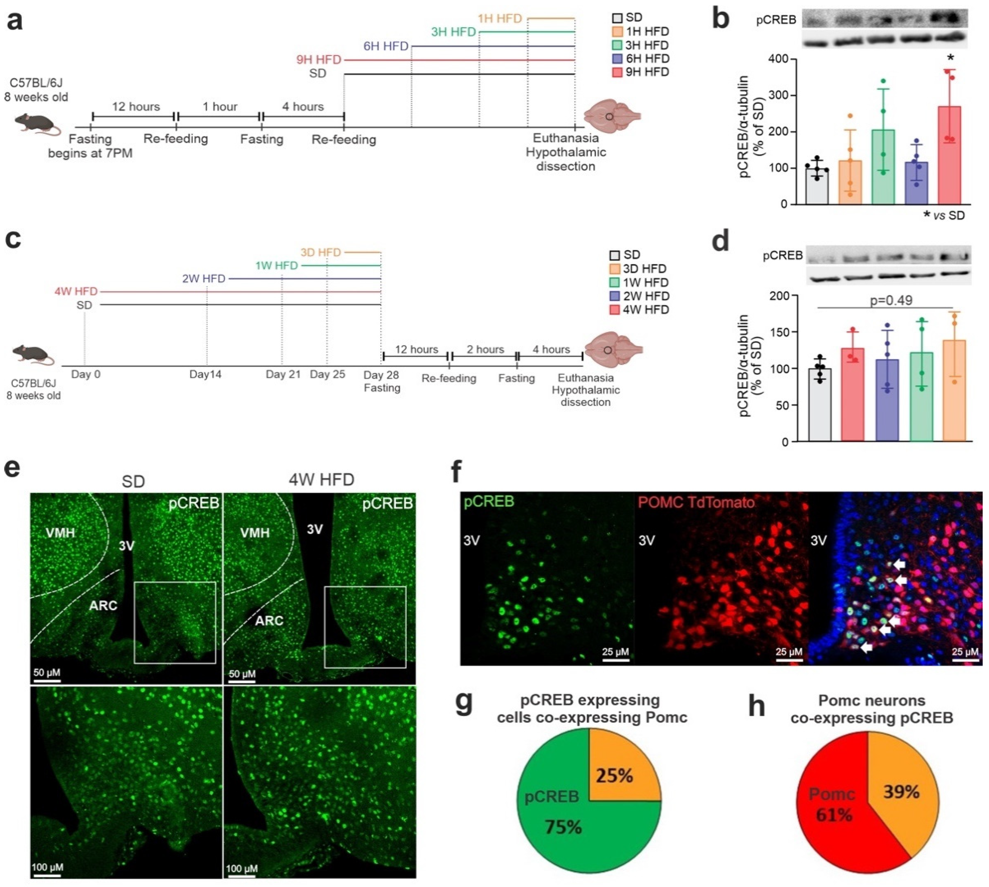Cells 11 01996 g003 Cells 11 01996 g003