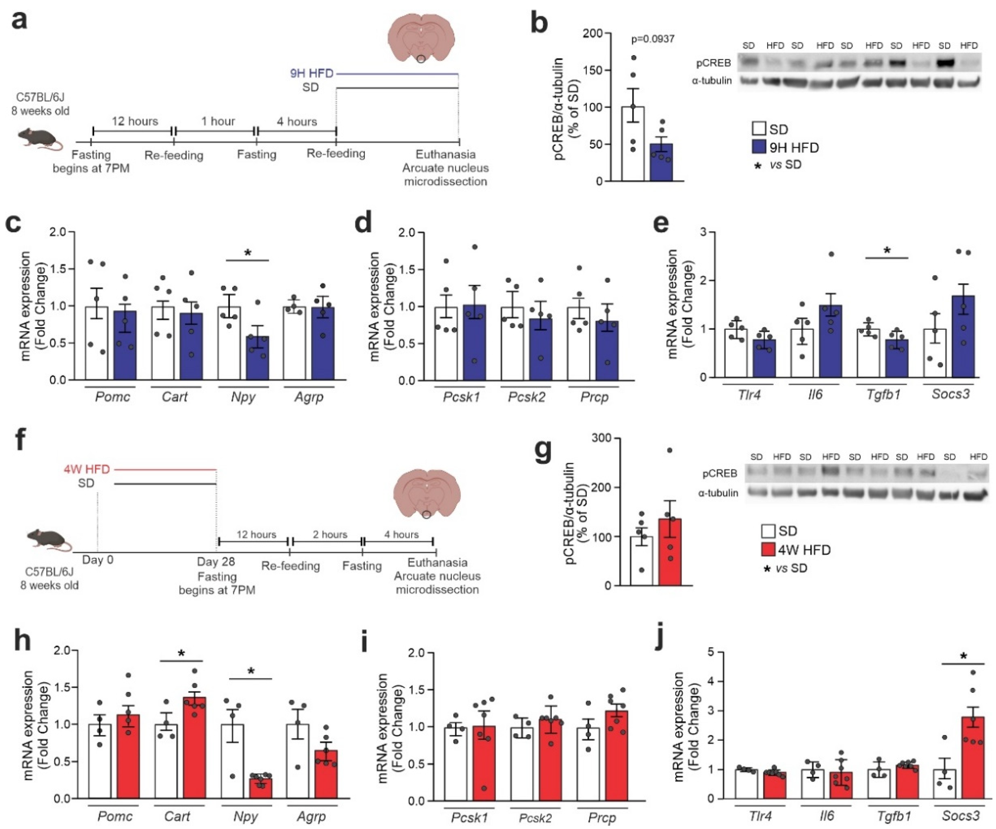 Cells 11 01996 g004 Cells 11 01996 g004