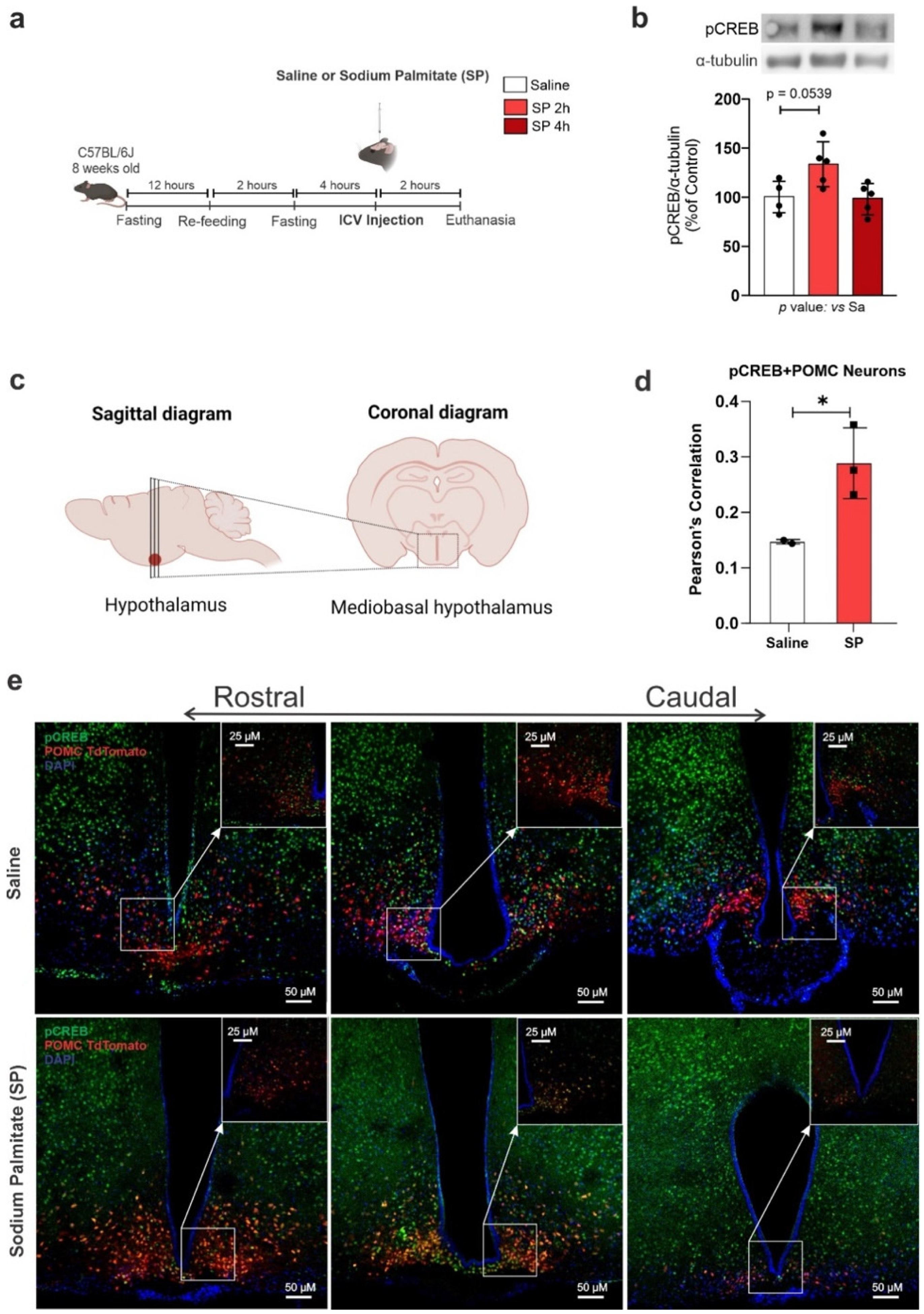 Cells 11 01996 g005 Cells 11 01996 g005
